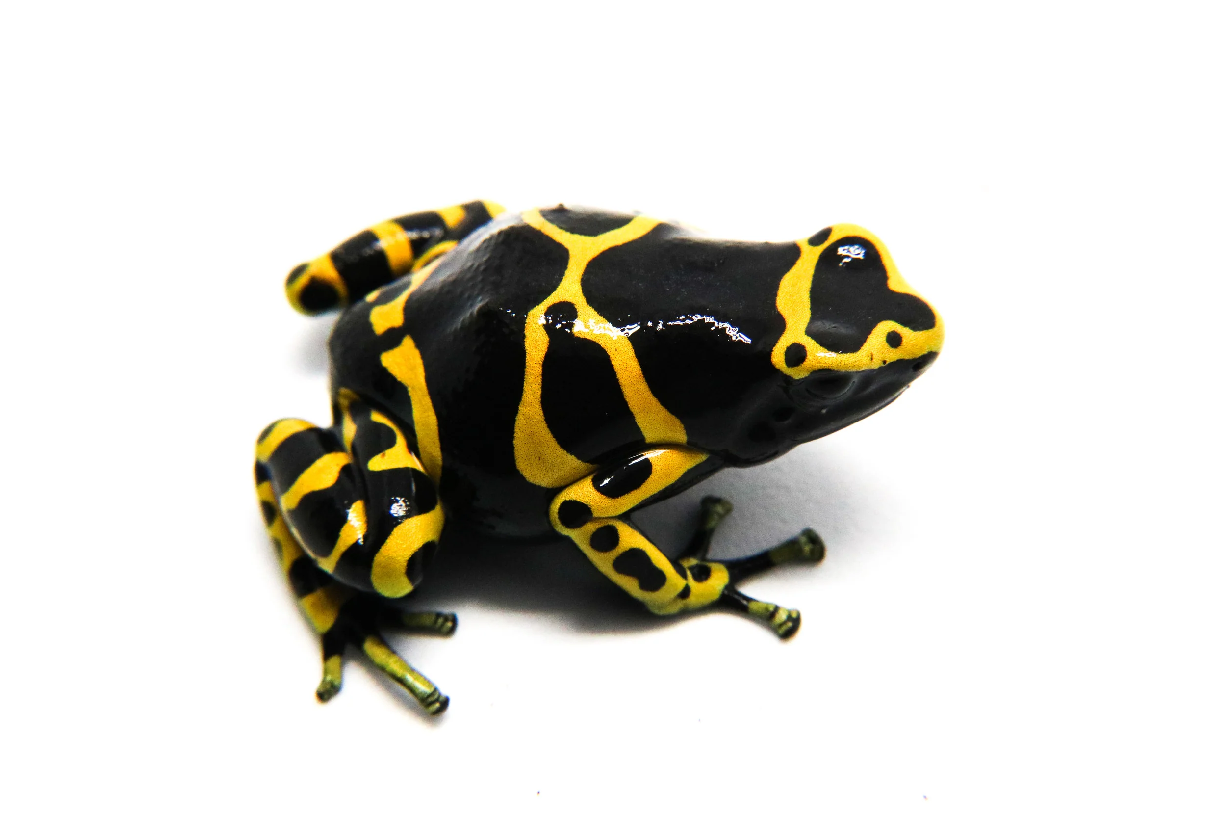Dendrobates leucomelas "Nominant - Standard"