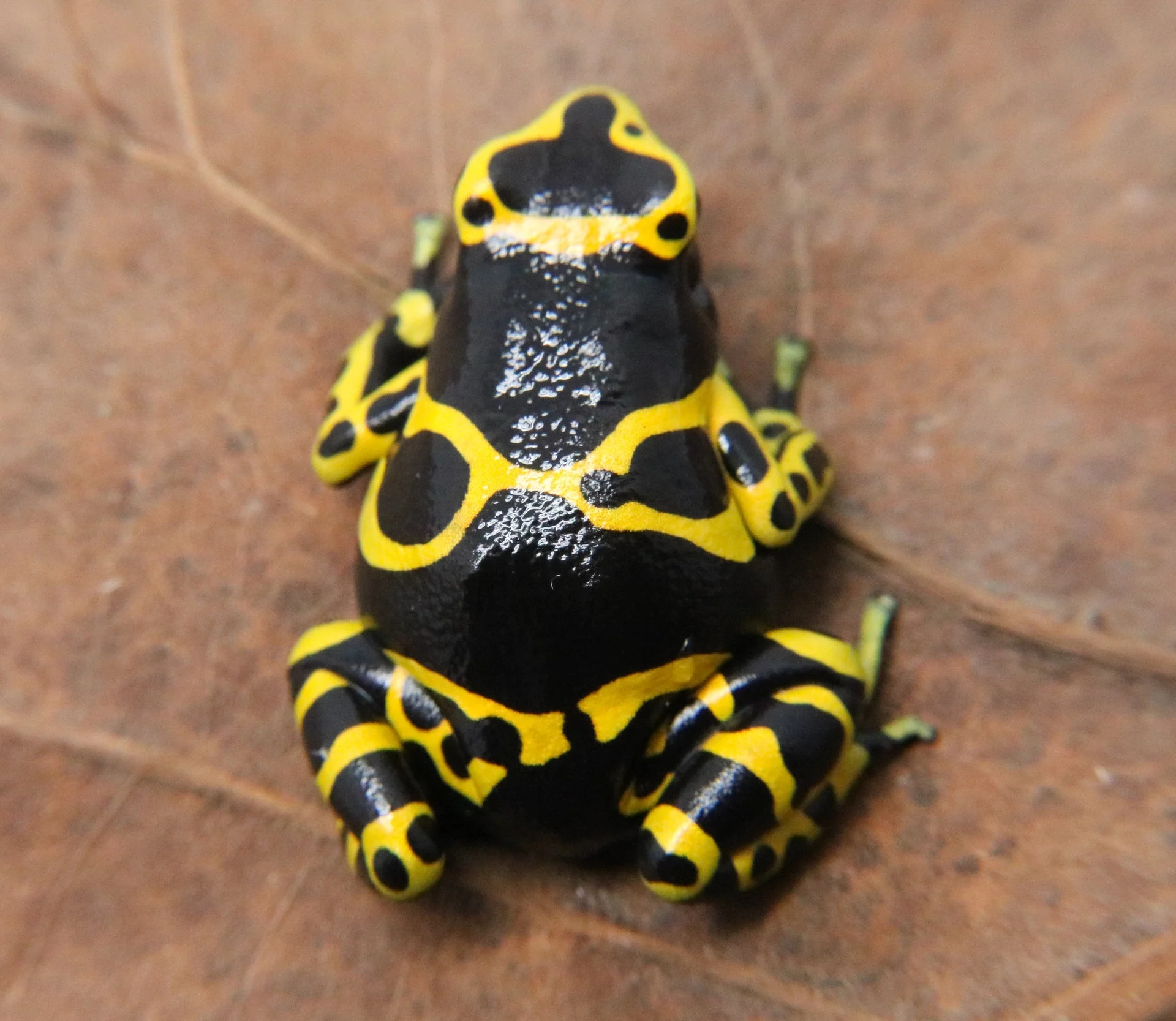 Dendrobates leucomelas "Nominant - Standard" - Image 2