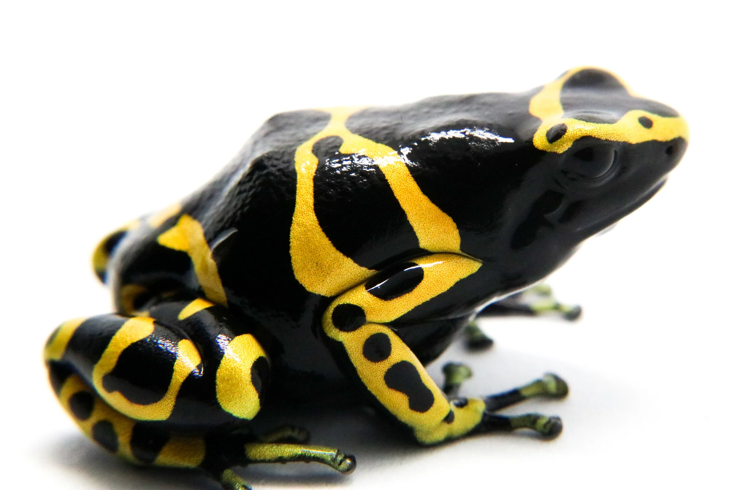 Dendrobates leucomelas "Standard" Tadpole - Image 3
