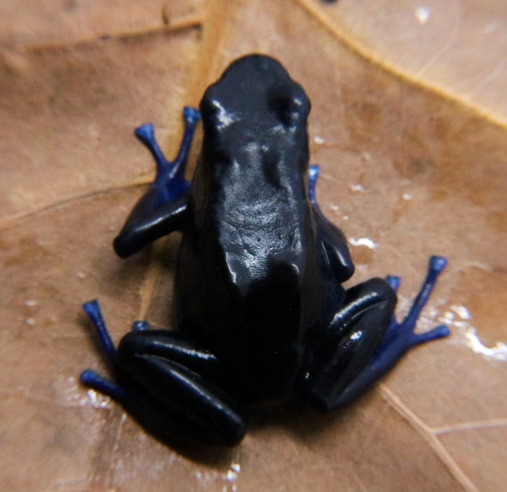 Dendrobates tinctorius "Koetari / Kutari River" - Image 2