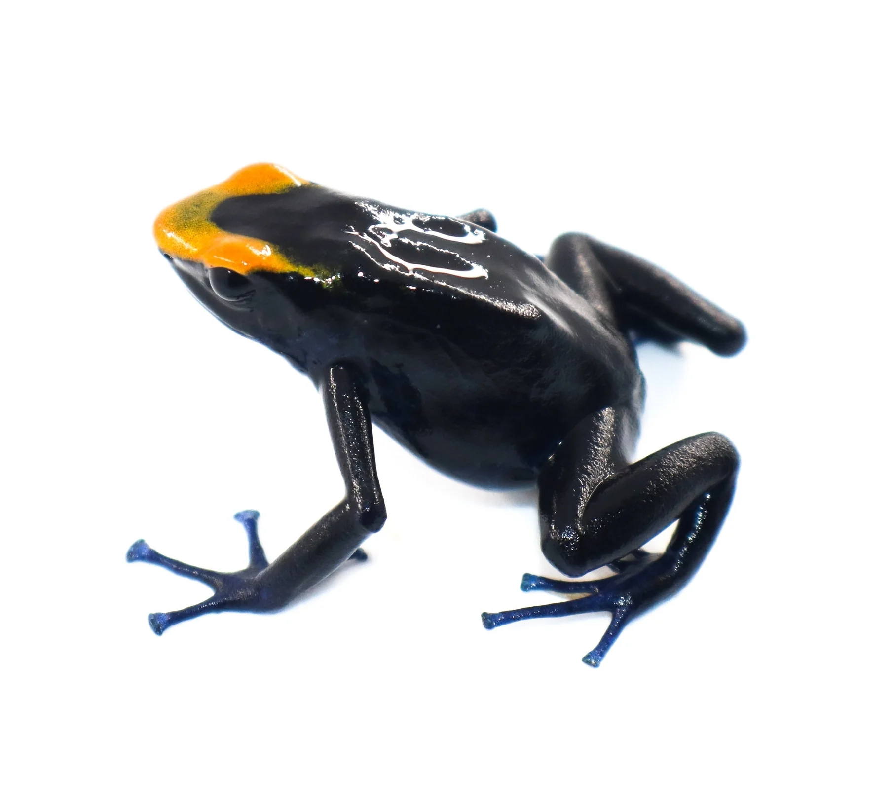 Dendrobates tinctorius "Lorenzo"