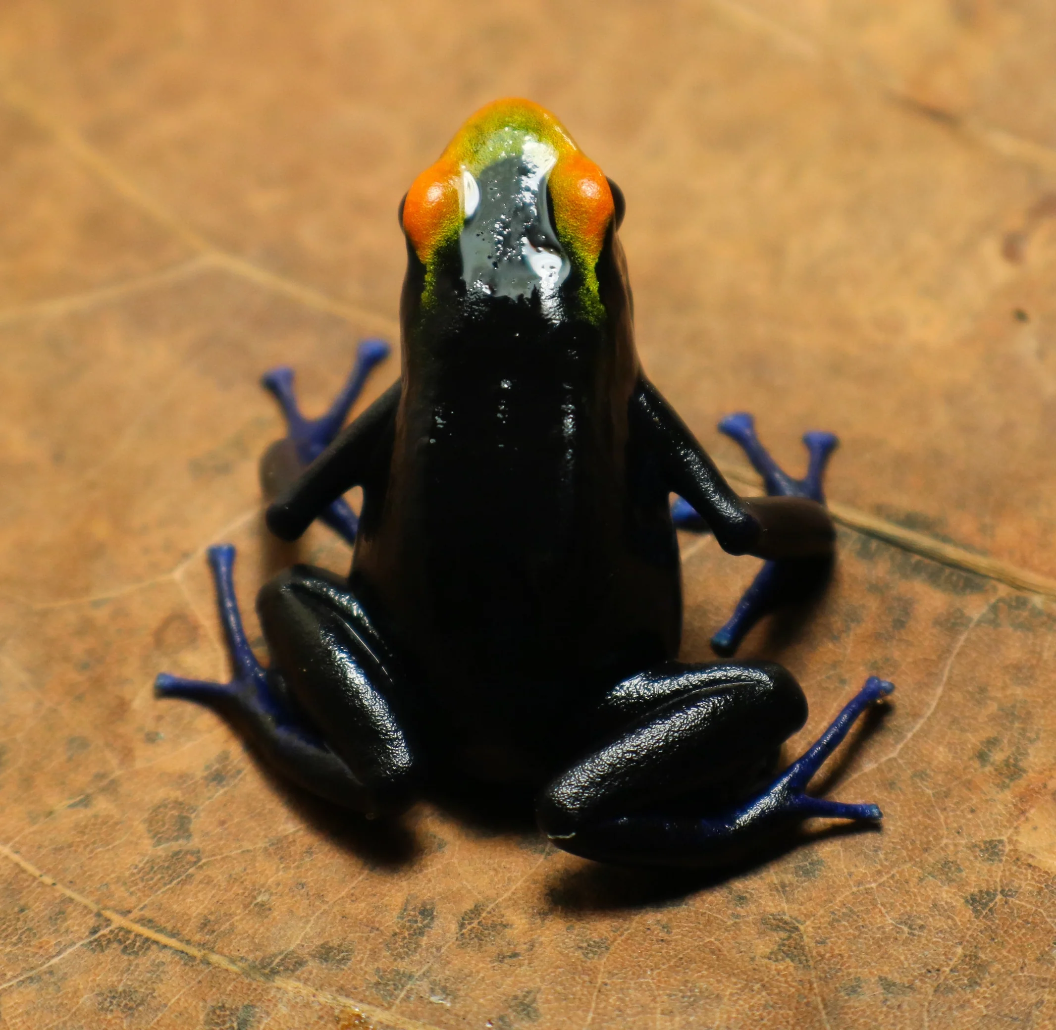 Dendrobates tinctorius "Lorenzo" - Image 2