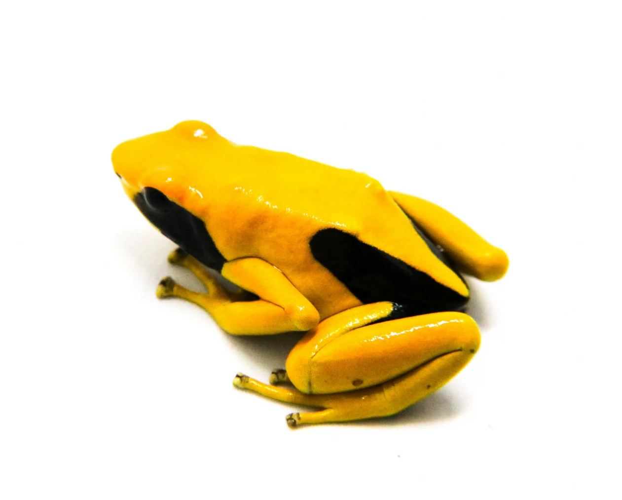 Dendrobates tinctorius "Matecho"