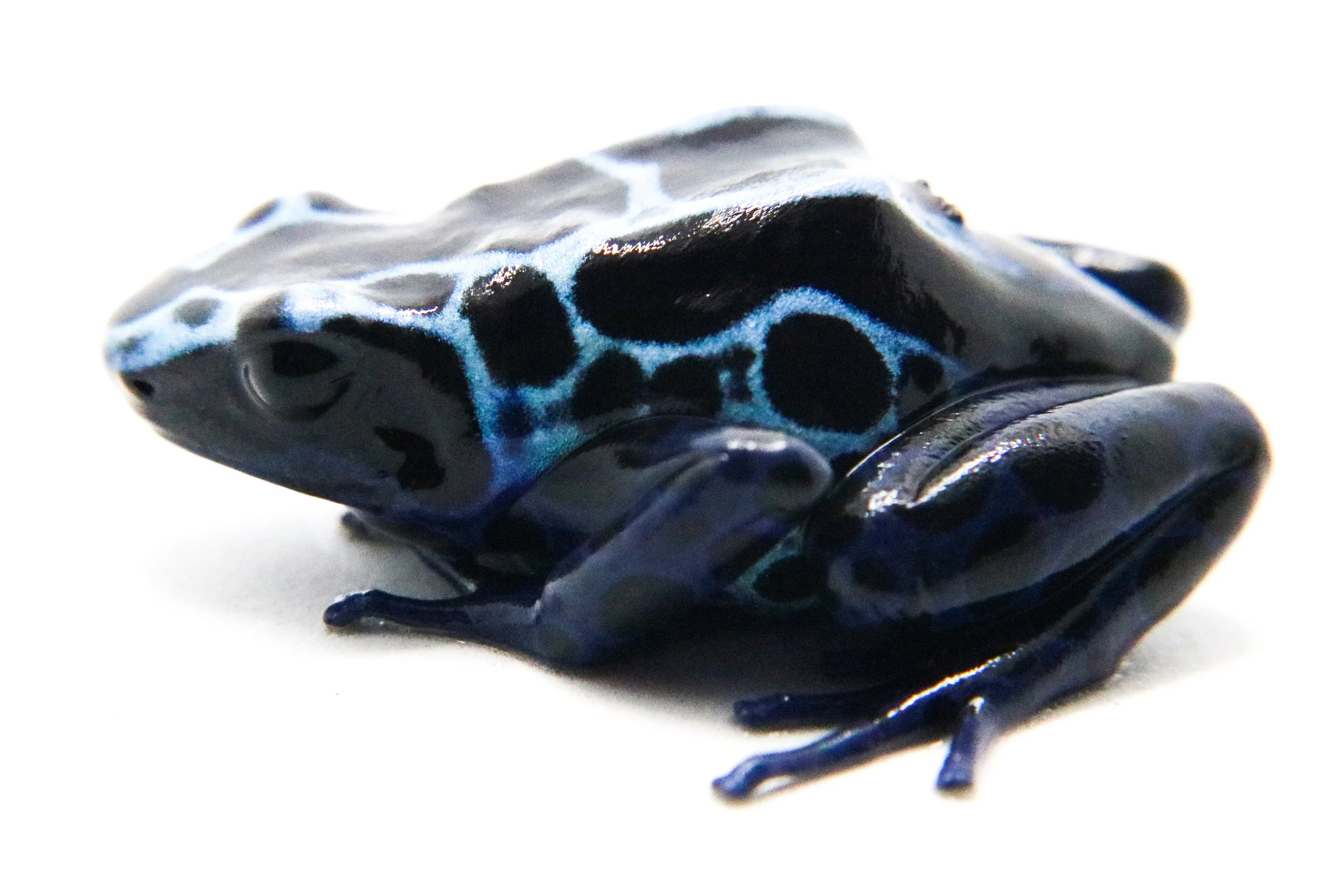Dendrobates tinctorius "New River" - Image 3