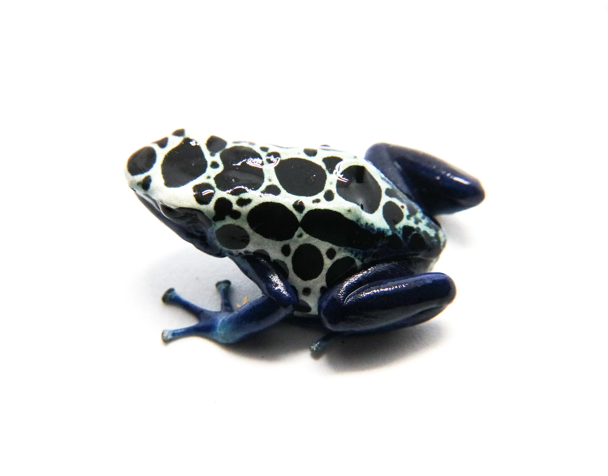 Dendrobates tinctorius "Oyapock"