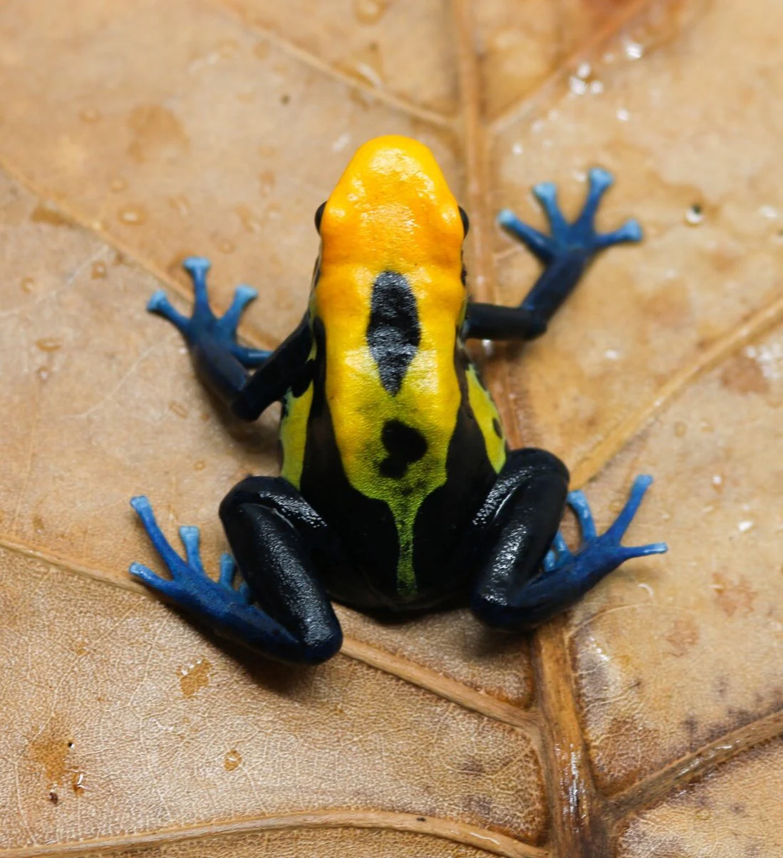 Dendrobates tinctorius "Brazilian Yellow Head" - Image 2