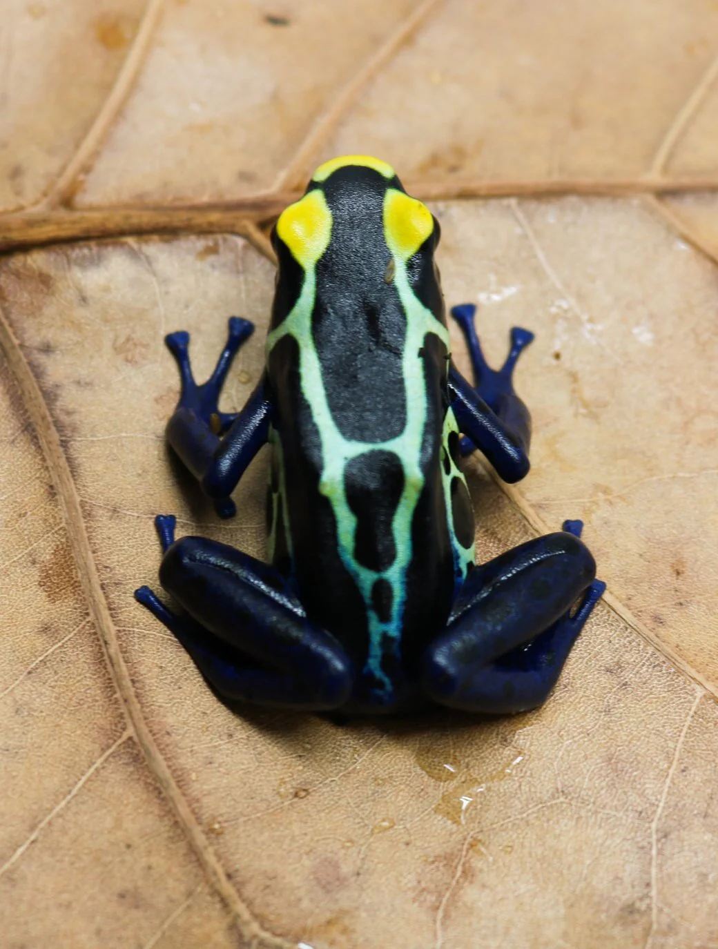 Dendrobates tinctorius "Cobalt" - Image 2