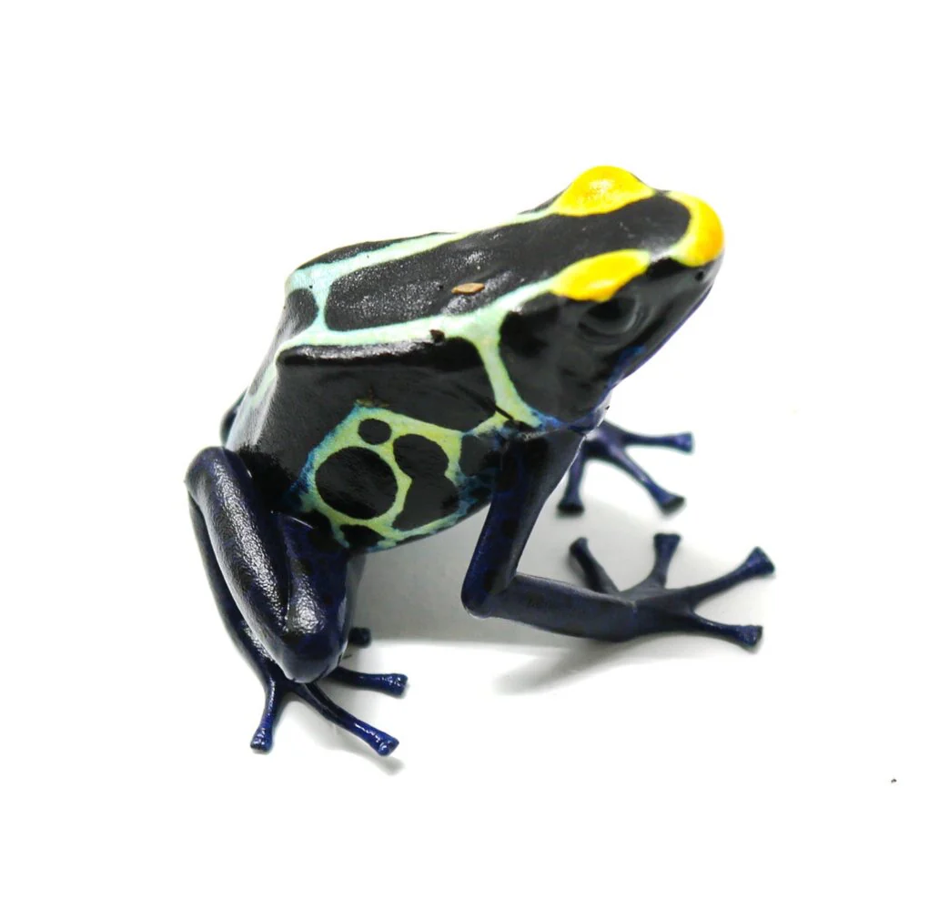 Dendrobates tinctorius "Cobalt" Tadpole