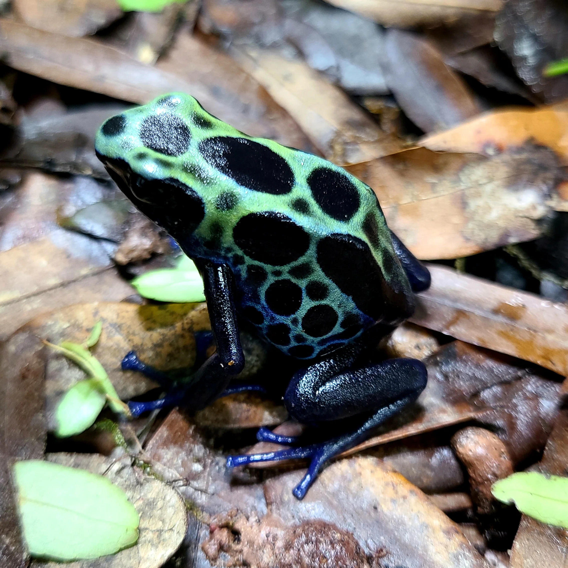 Dendrobates tinctorius "Green Sipaliwini" - Image 3