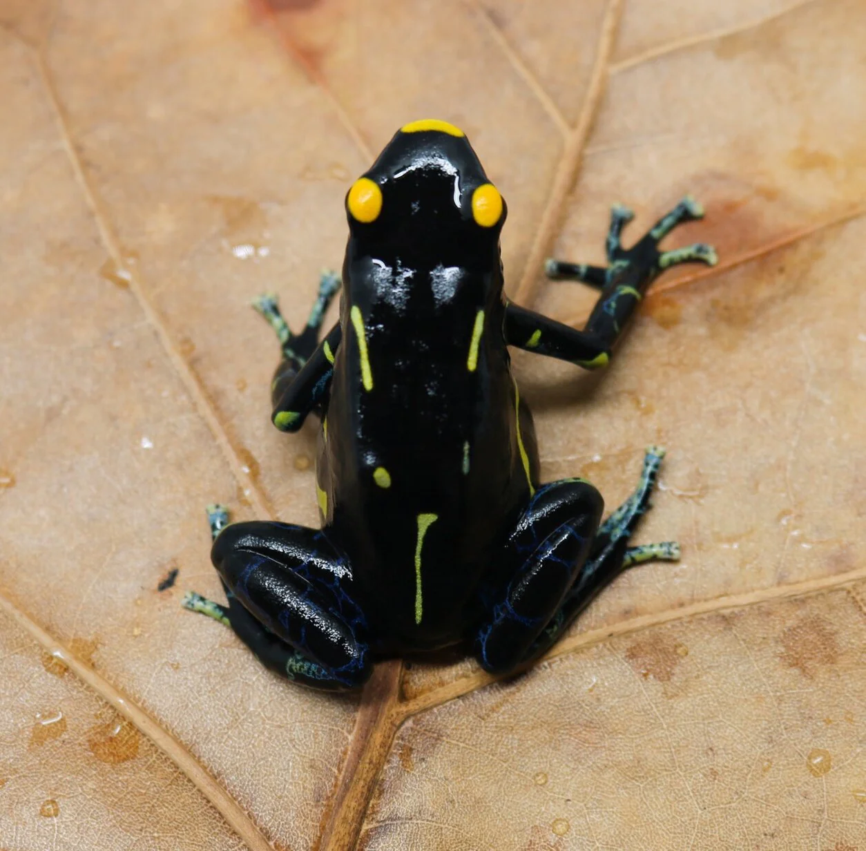 Dendrobates tinctorius "Inferalanis" - Image 2