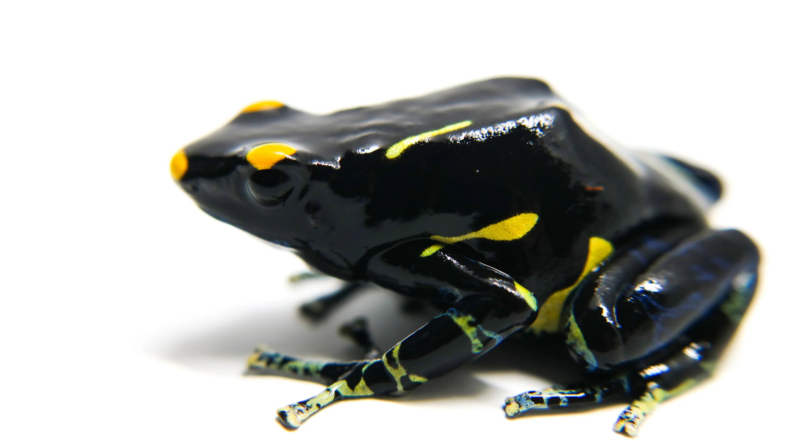 Dendrobates tinctorius "Inferalanis" - Image 3