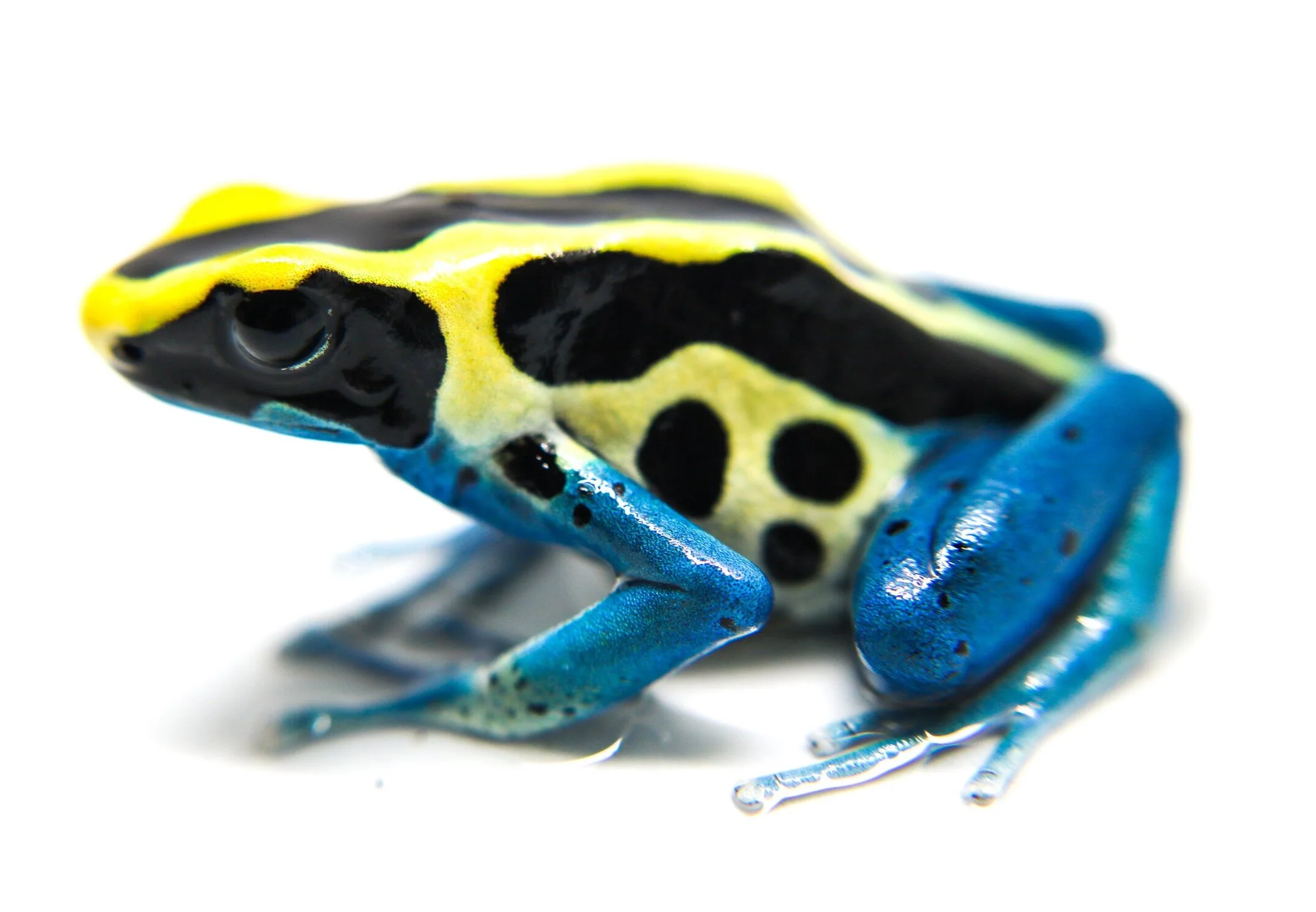 Dendrobates tinctorius "Patricia" - Image 3
