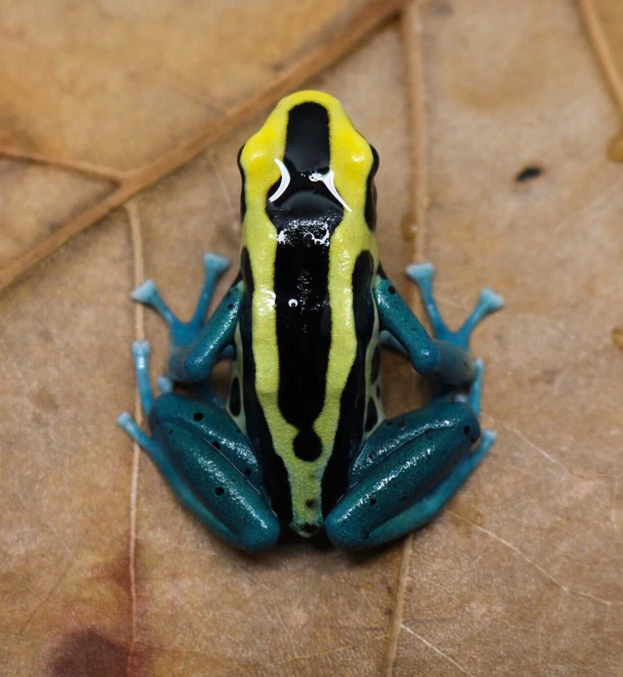 Dendrobates tinctorius "Patricia" - Tadpole - Image 2