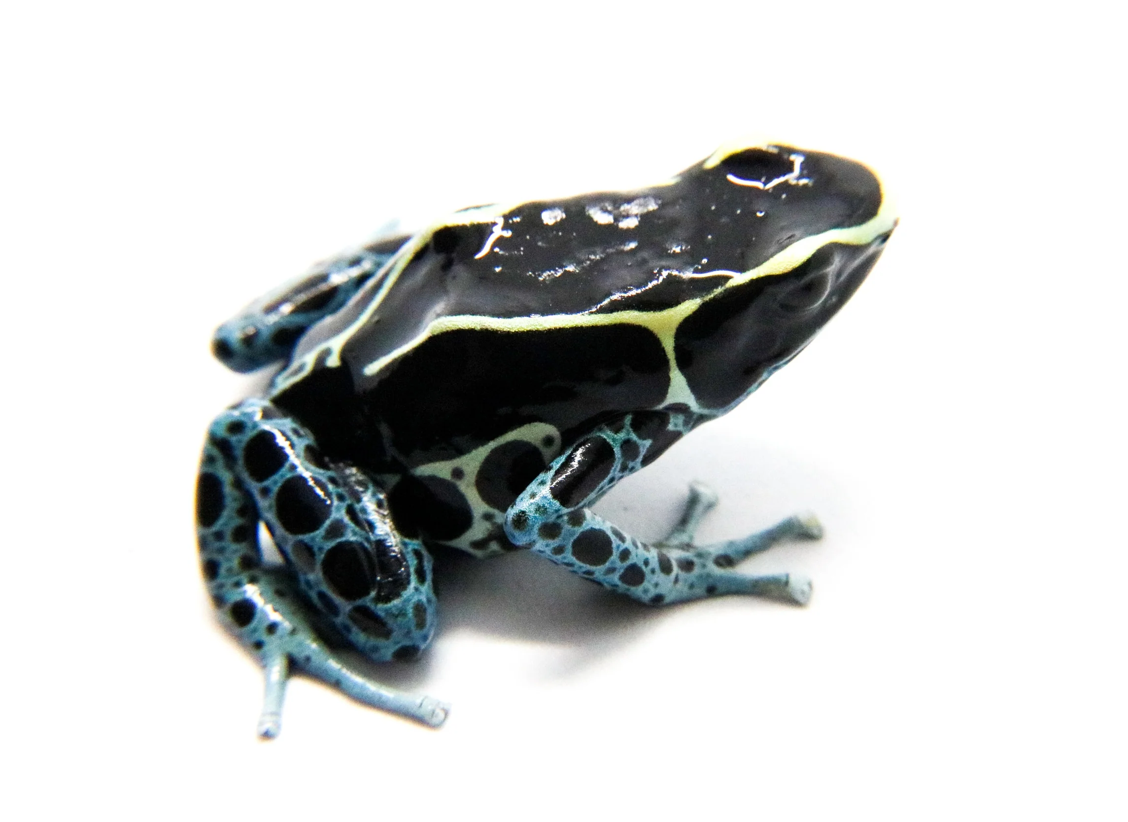 Dendrobates tinctorius "Powder Blue"