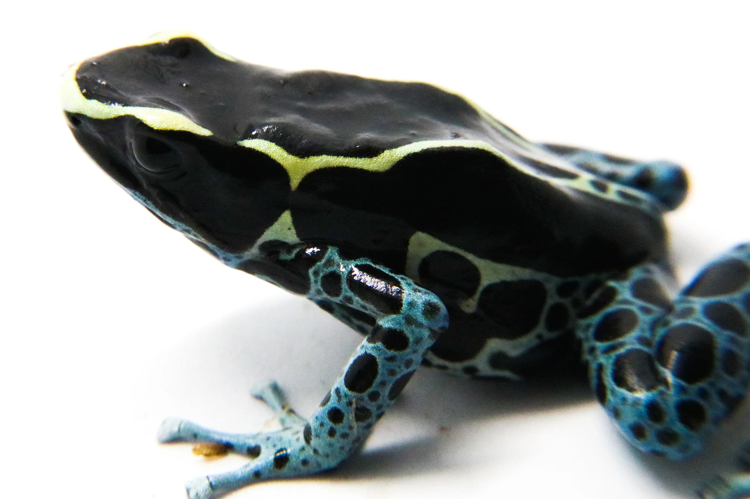 Dendrobates tinctorius "Powder Blue" - Image 3