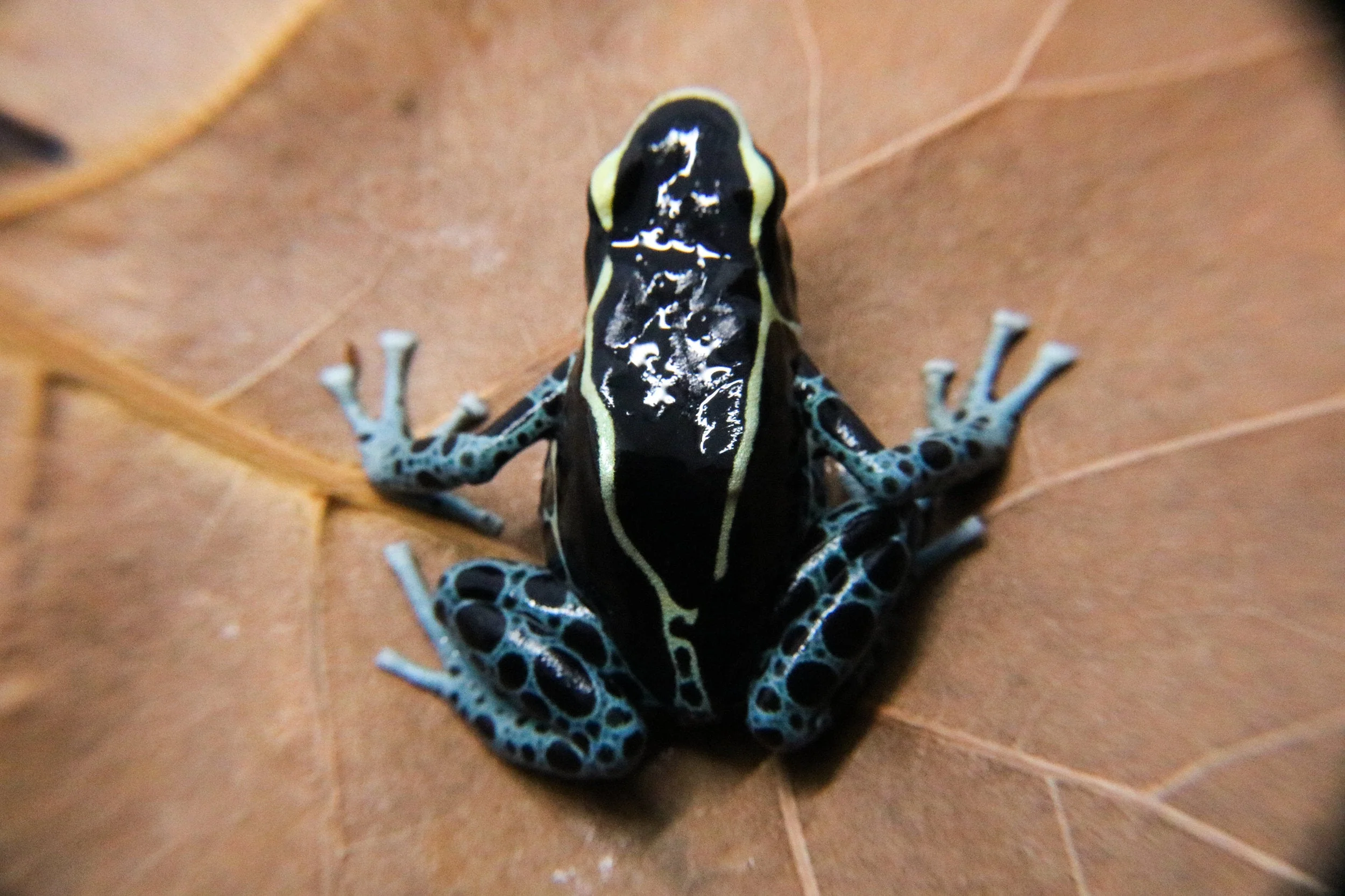 Dendrobates tinctorius "Powder Blue" - Tadpole - Image 2