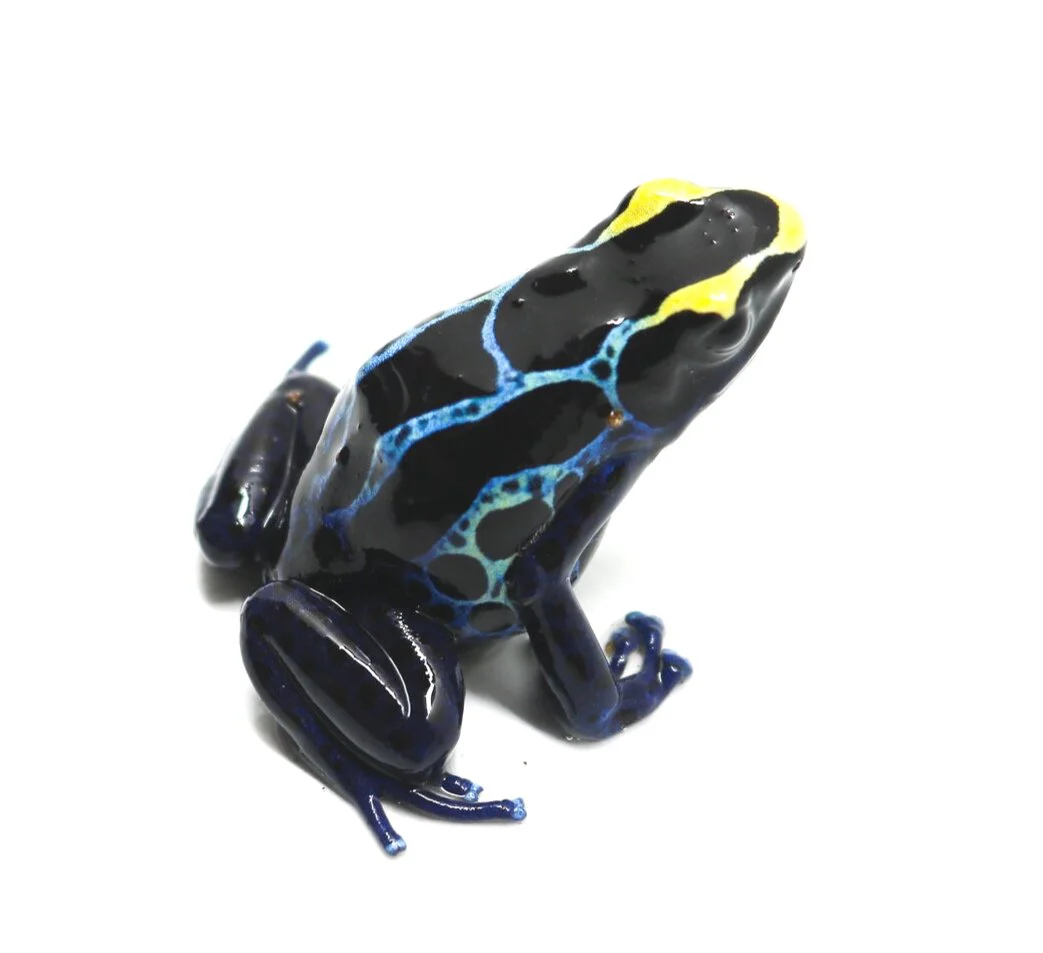 Dendrobates tinctorius "Robertus" Tadpole