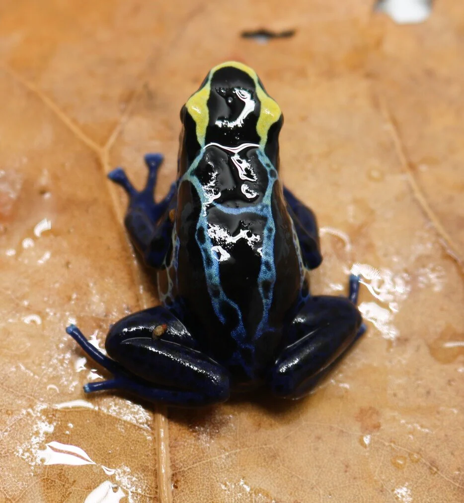 Dendrobates tinctorius "Robertus" Tadpole - Image 2
