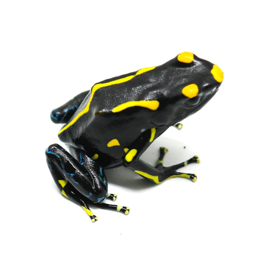 Dendrobates tinctorius "Table Mountain"