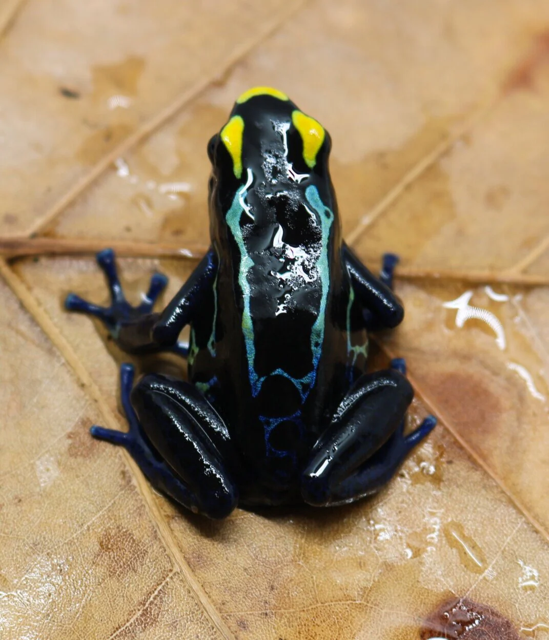 Dendrobates tinctorius "True Sipaliwini" - Image 2