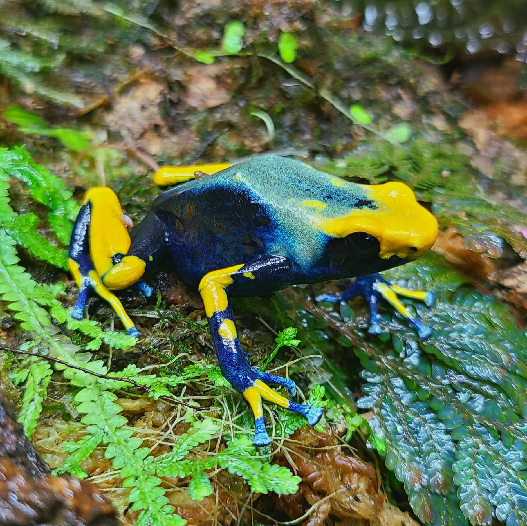 Dendrobates tinctorius "Tumucumaque - Peacock" Tadpole