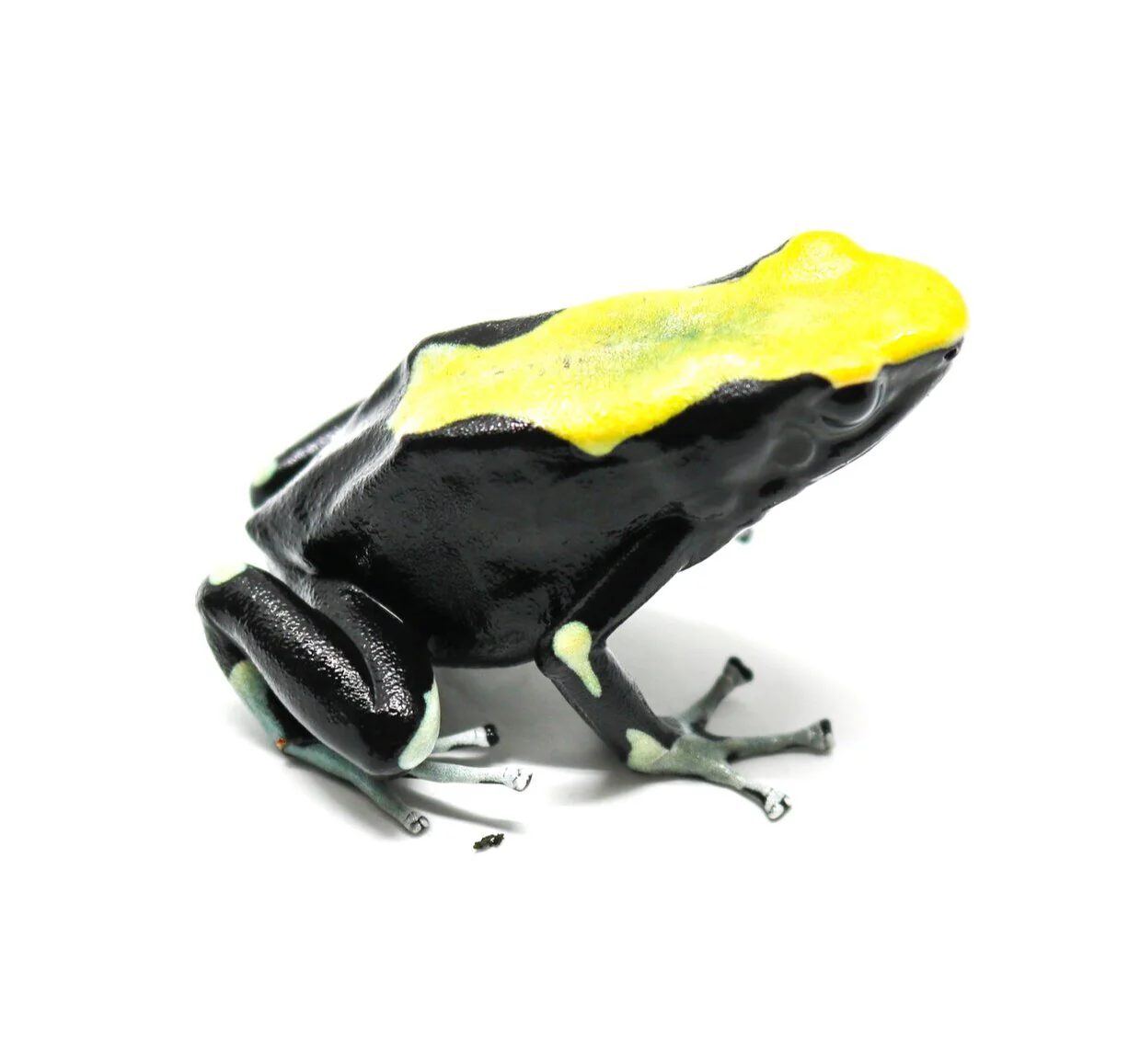 Dendrobates tinctorius "Yellowback"