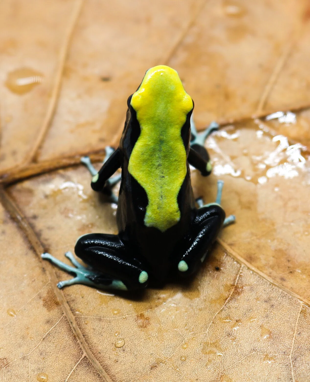 Dendrobates tinctorius "Yellowback" - Image 2