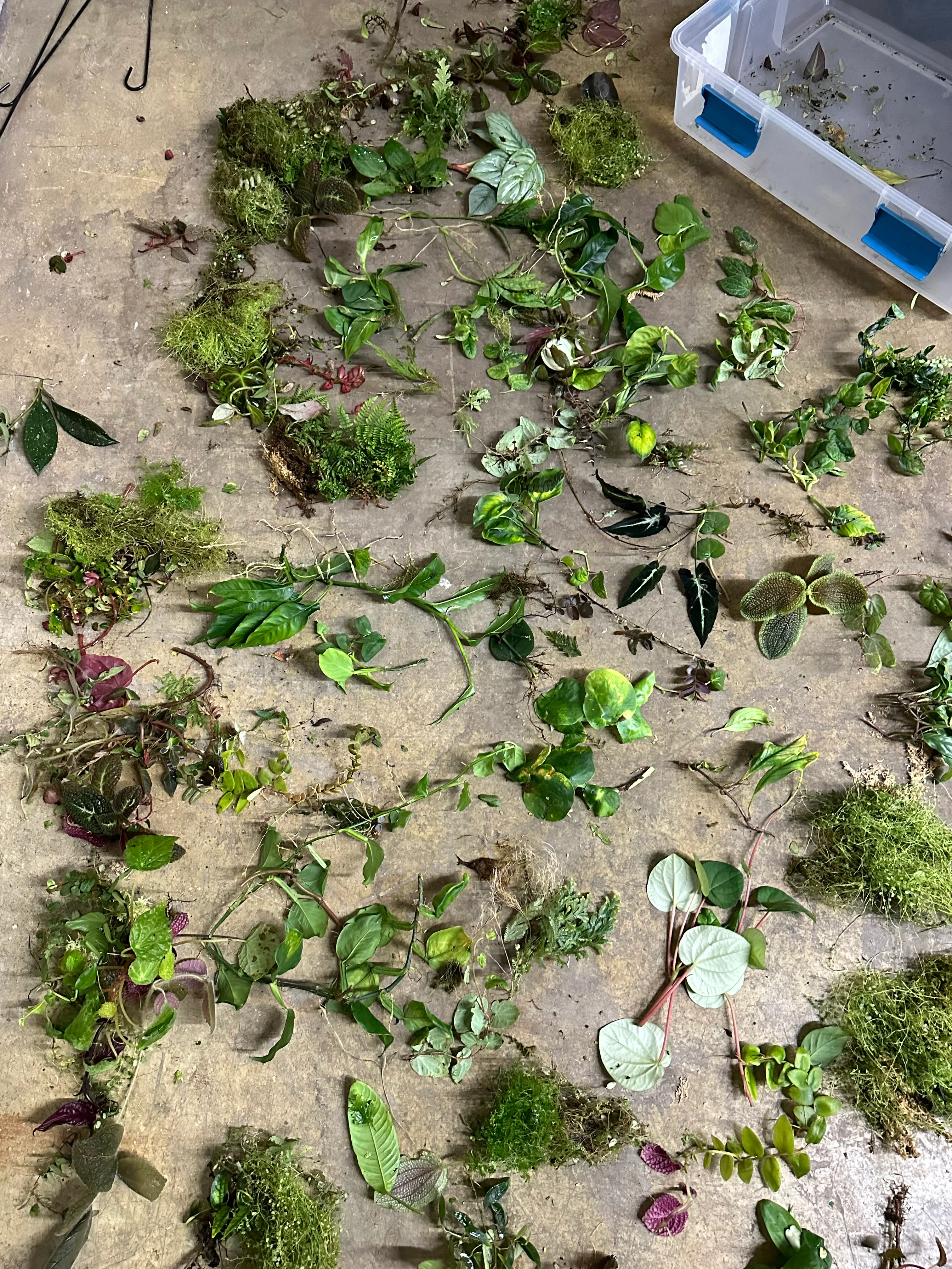 Double Value Imperfect Cuttings Package - Fan Favorite! - Image 3