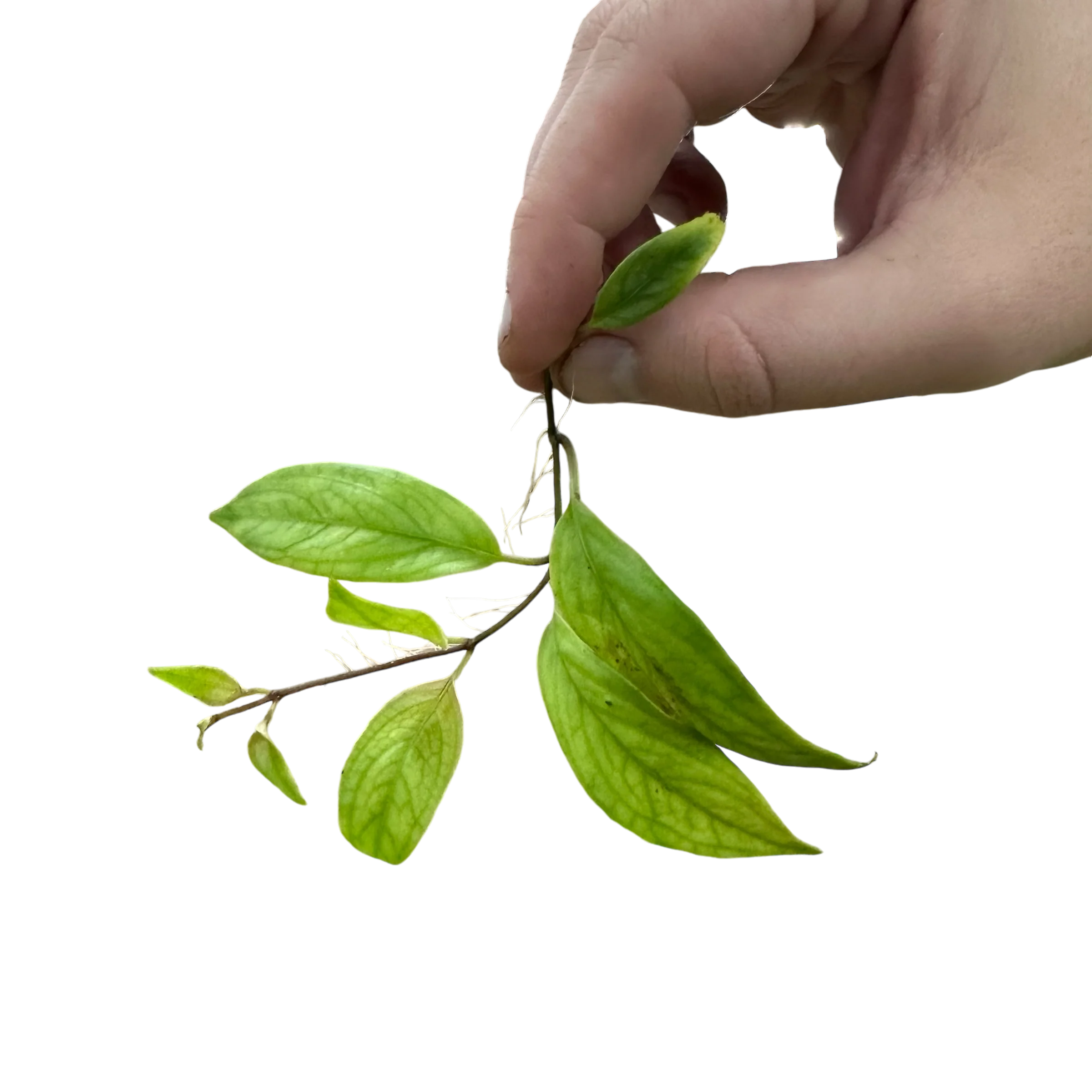 Drymonia pendula - Image 3