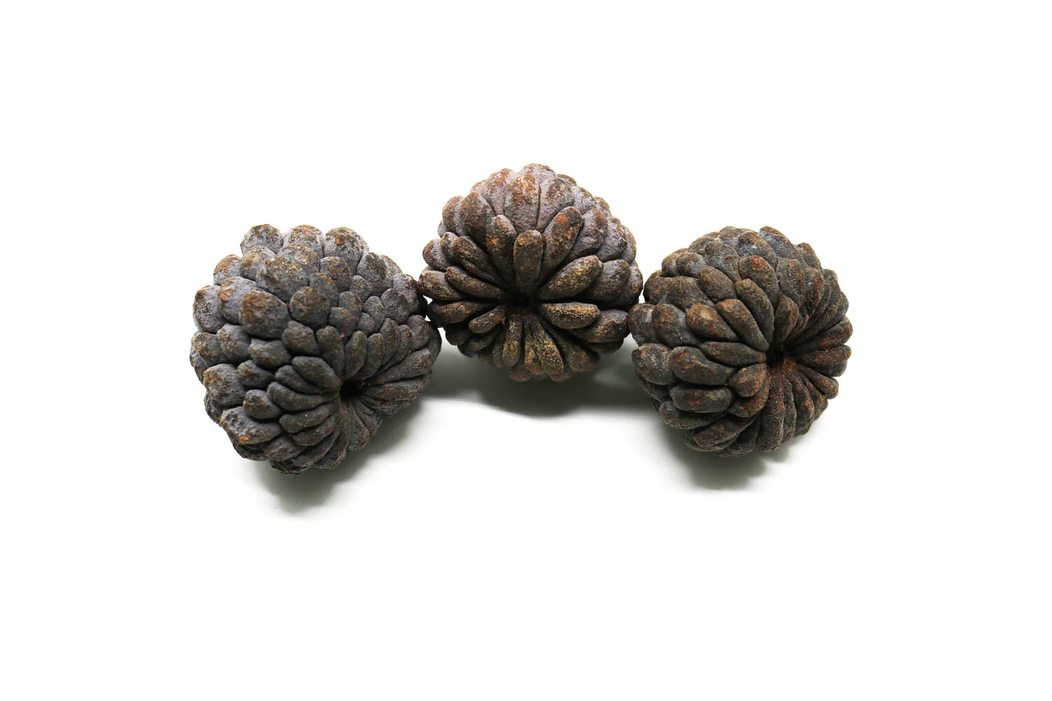 Durian Pod - Large