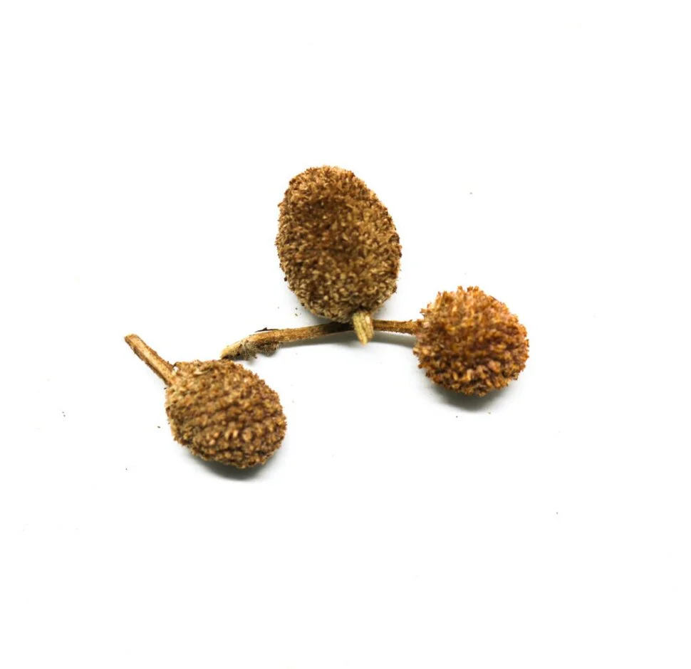 Durian Pod - Small