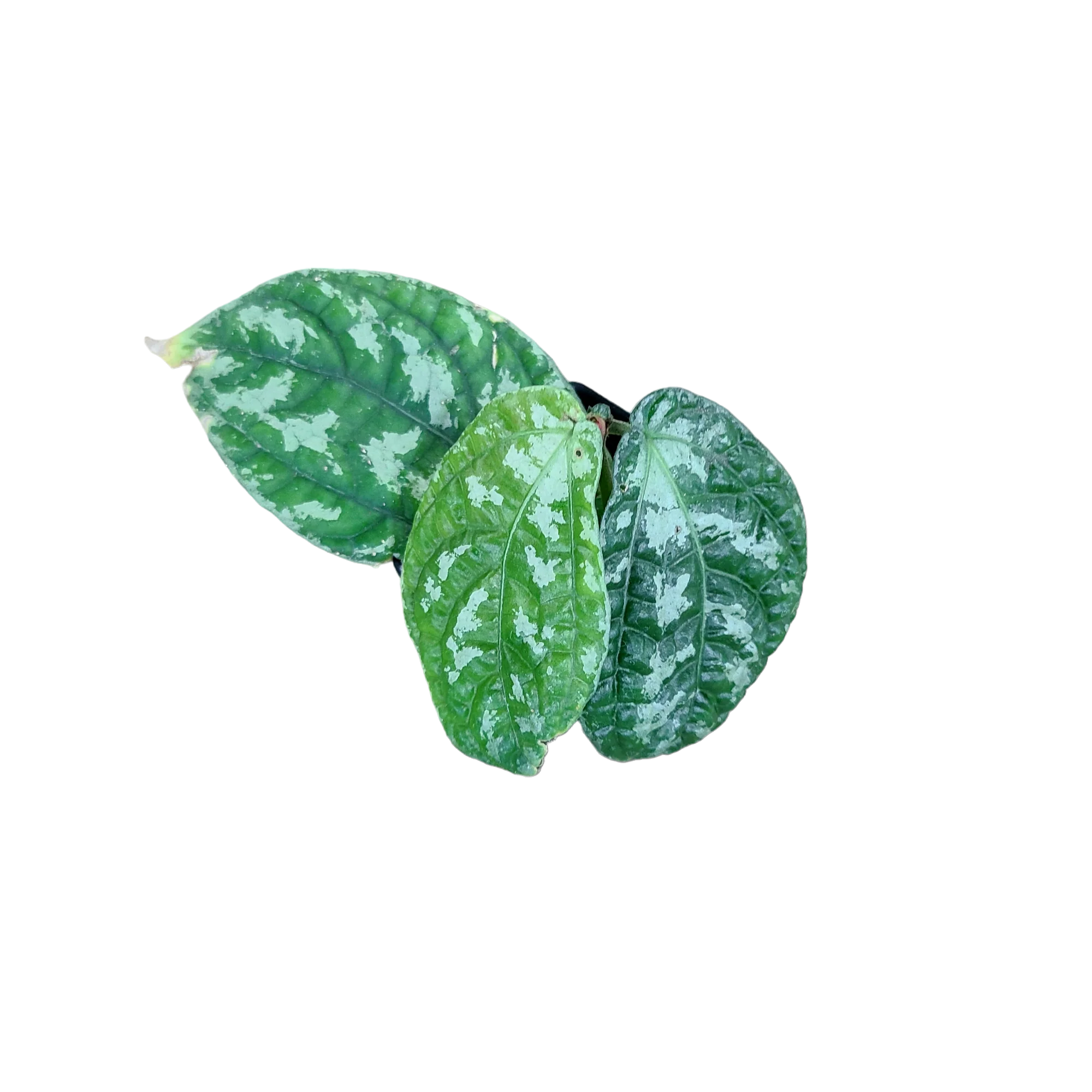 Elatostema sp. Borneo