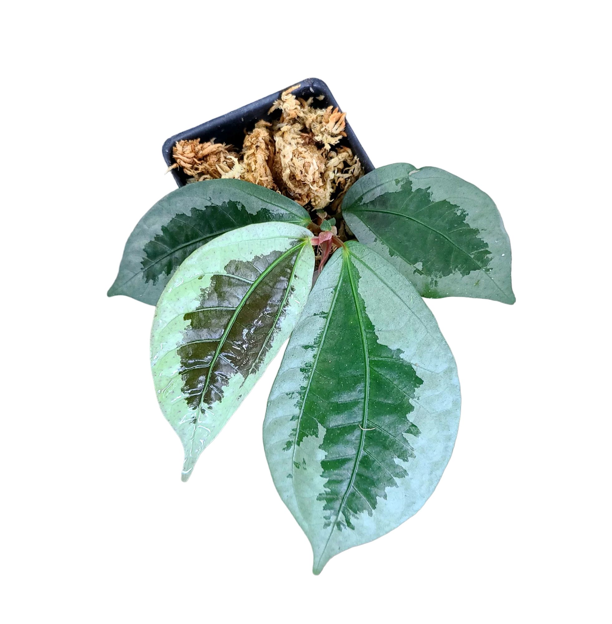 Elatostema vittatum