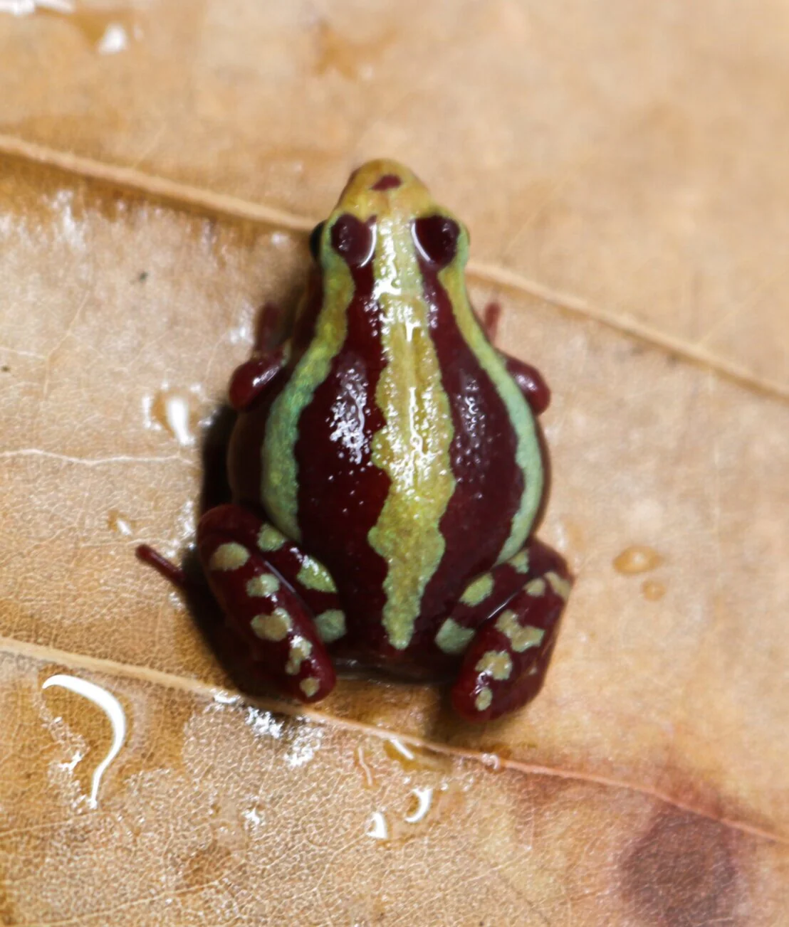 Epipedobates anthonyi "Zarayunga" - Image 2