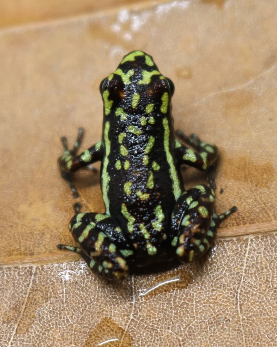 Epipedobates tricolor "Cielitos" - Image 2