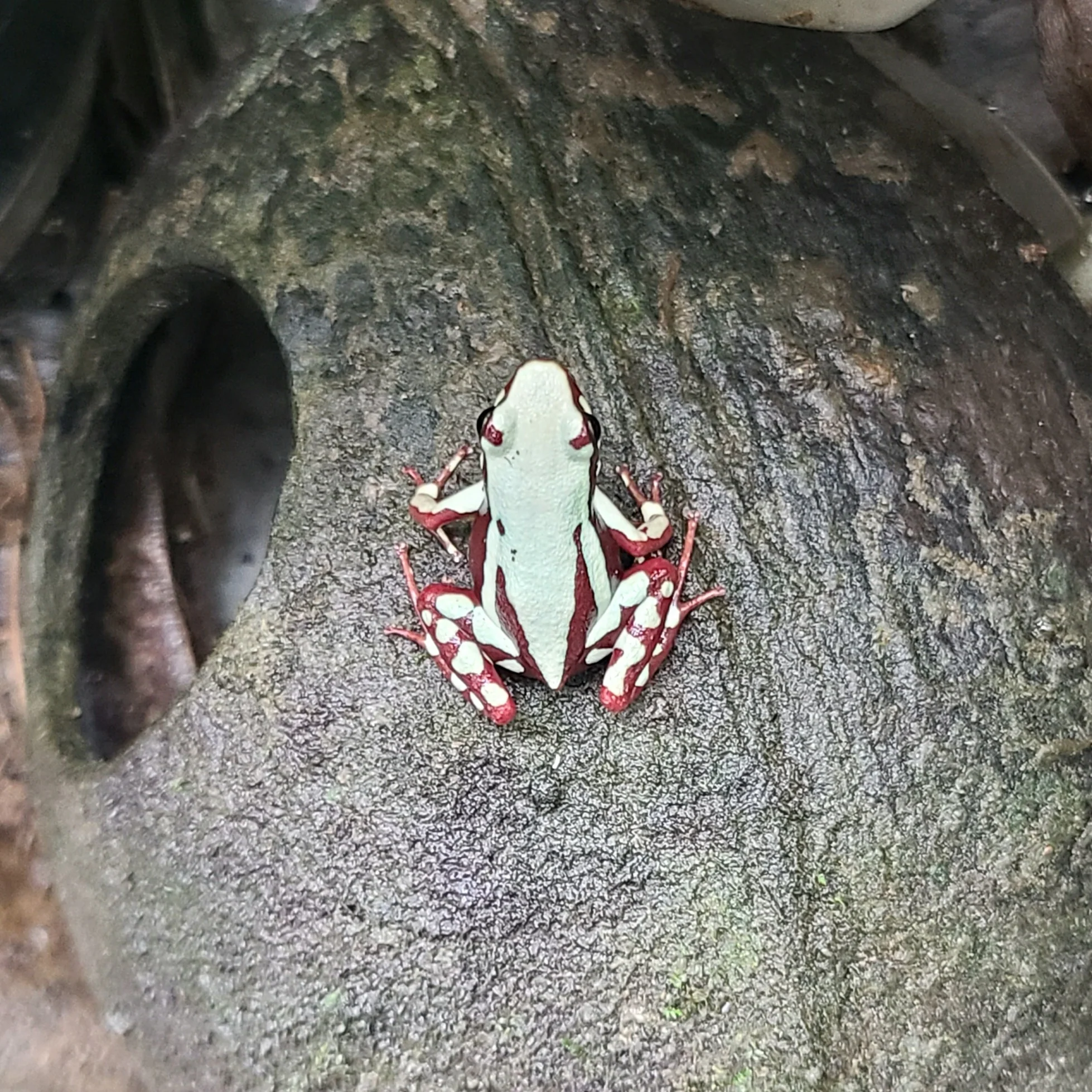 Epipedobates tricolor "Highland" - Image 3