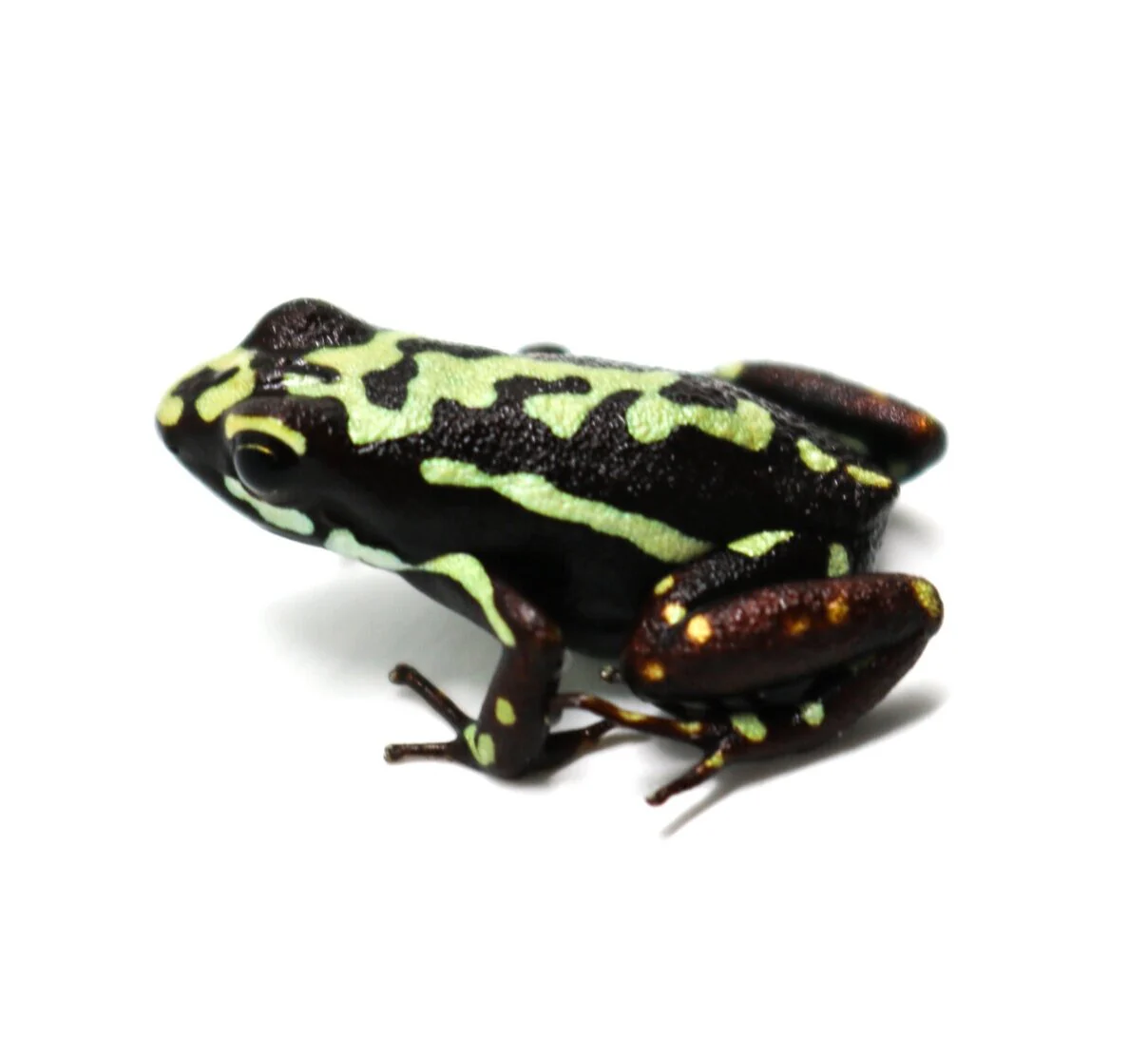 Epipedobates tricolor "Moraspunga"