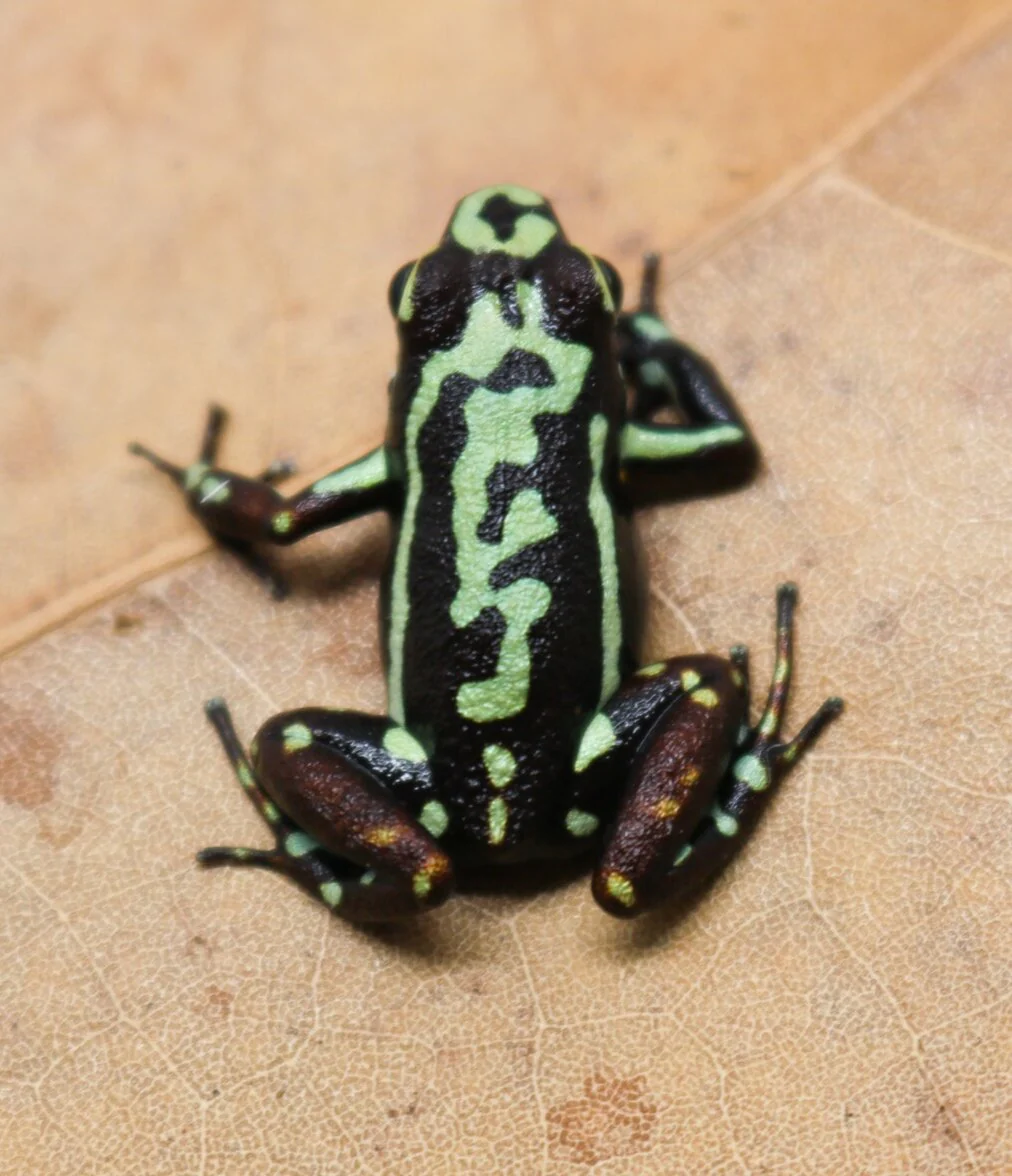 Epipedobates tricolor "Moraspunga" - Image 2