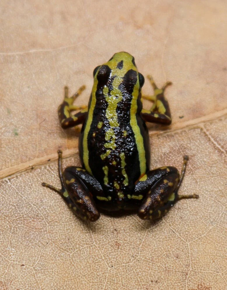 Epipedobates tricolor "Rio" - Image 2