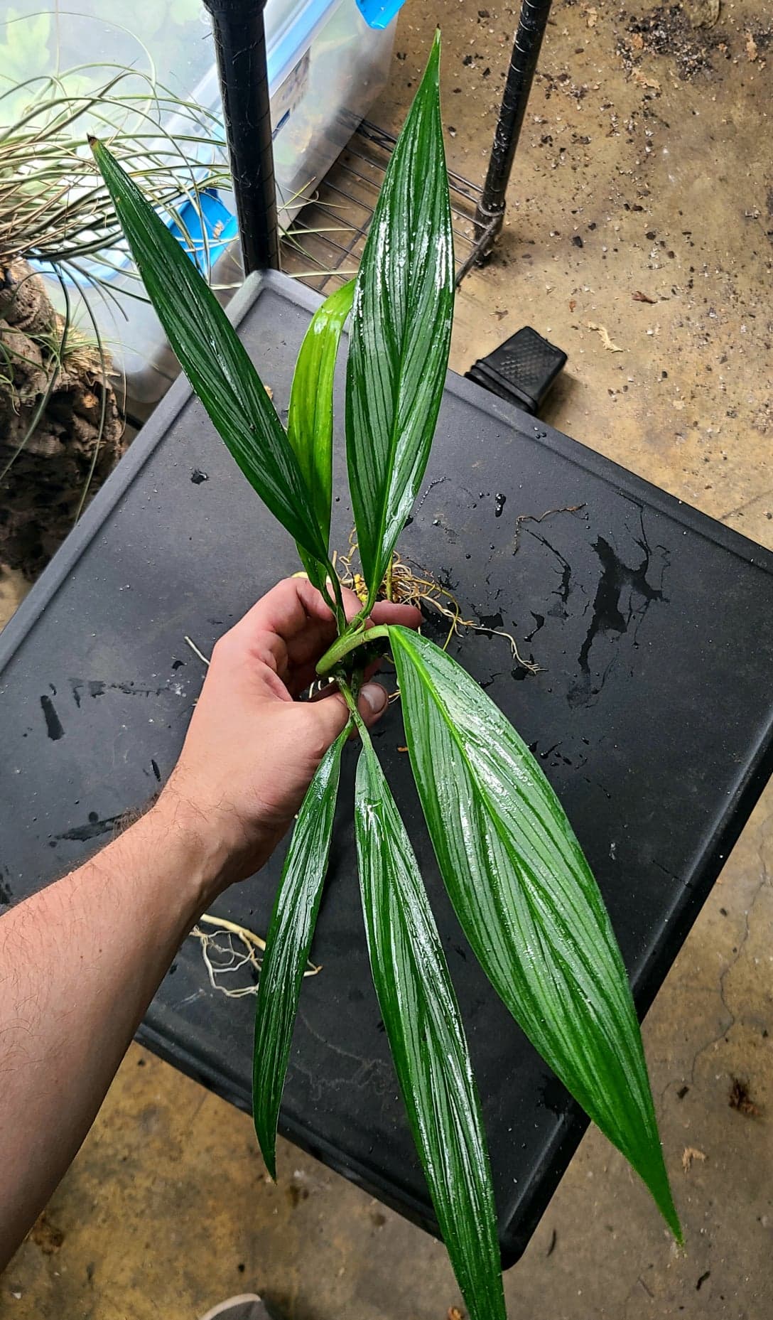 Epipremnum amplissimum - Image 2