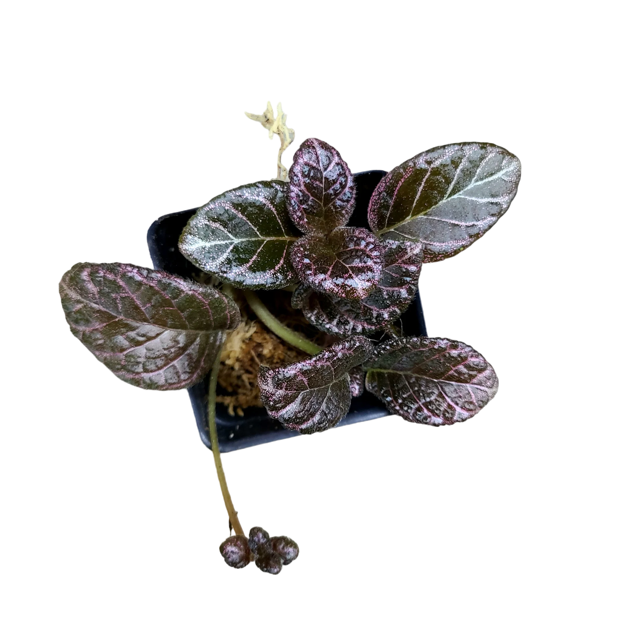 Episcia cupreata "Raspberry Tart”