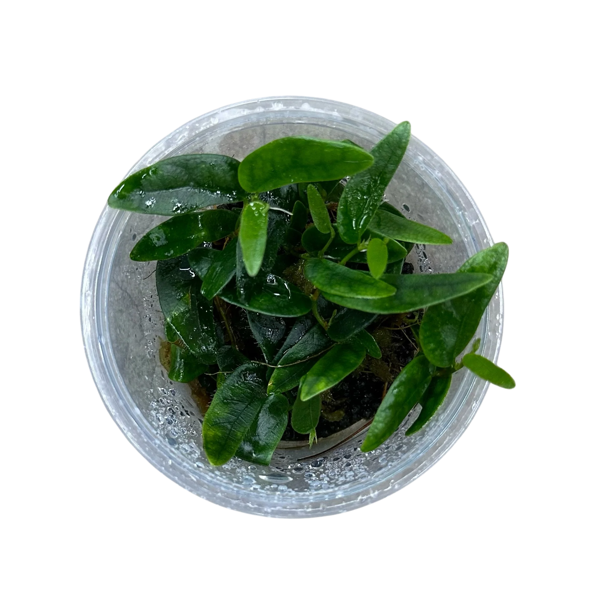 Ficus ruginervia "Lance Leaf / sp. Panama" - Image 2