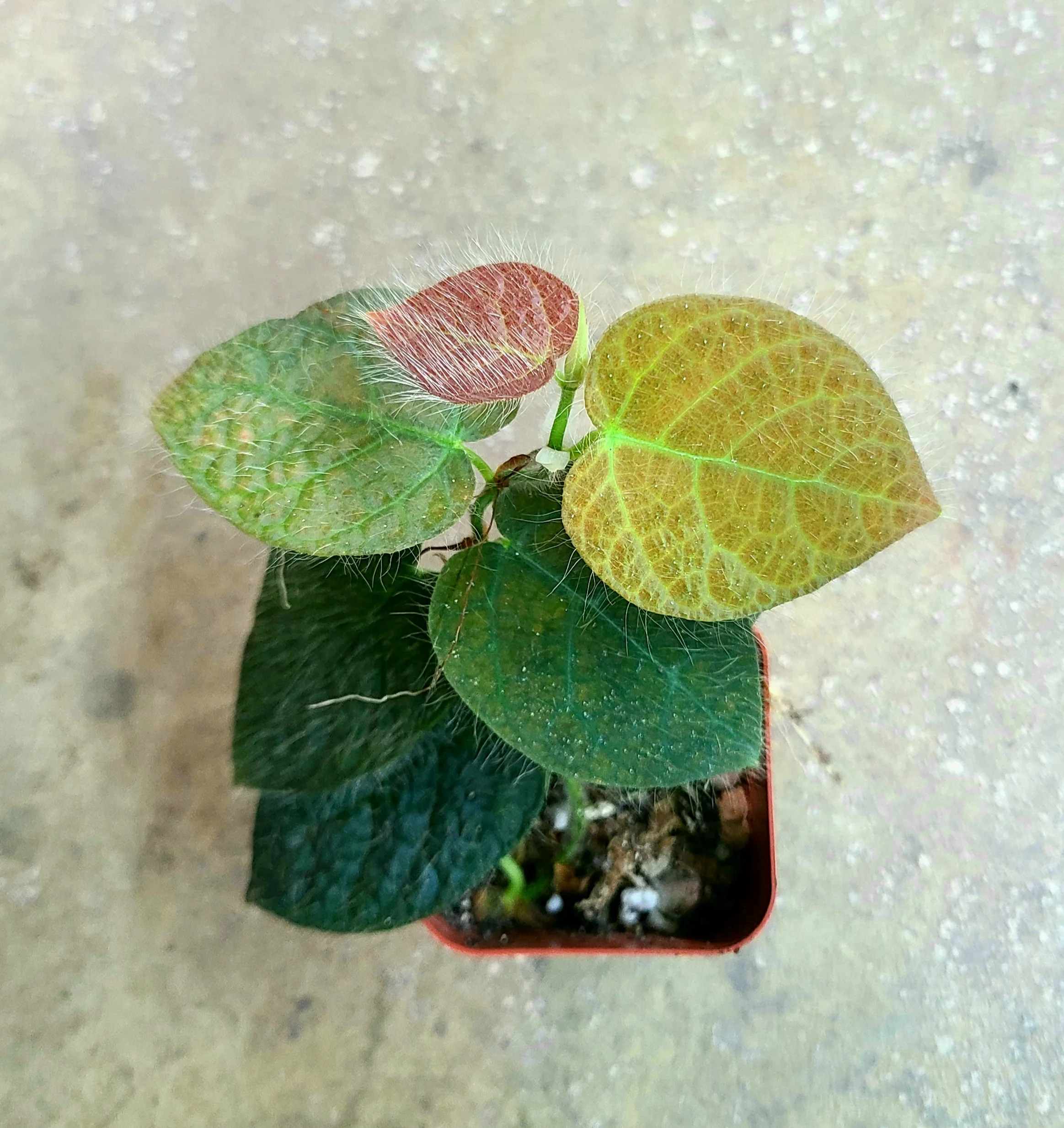 Ficus villosa