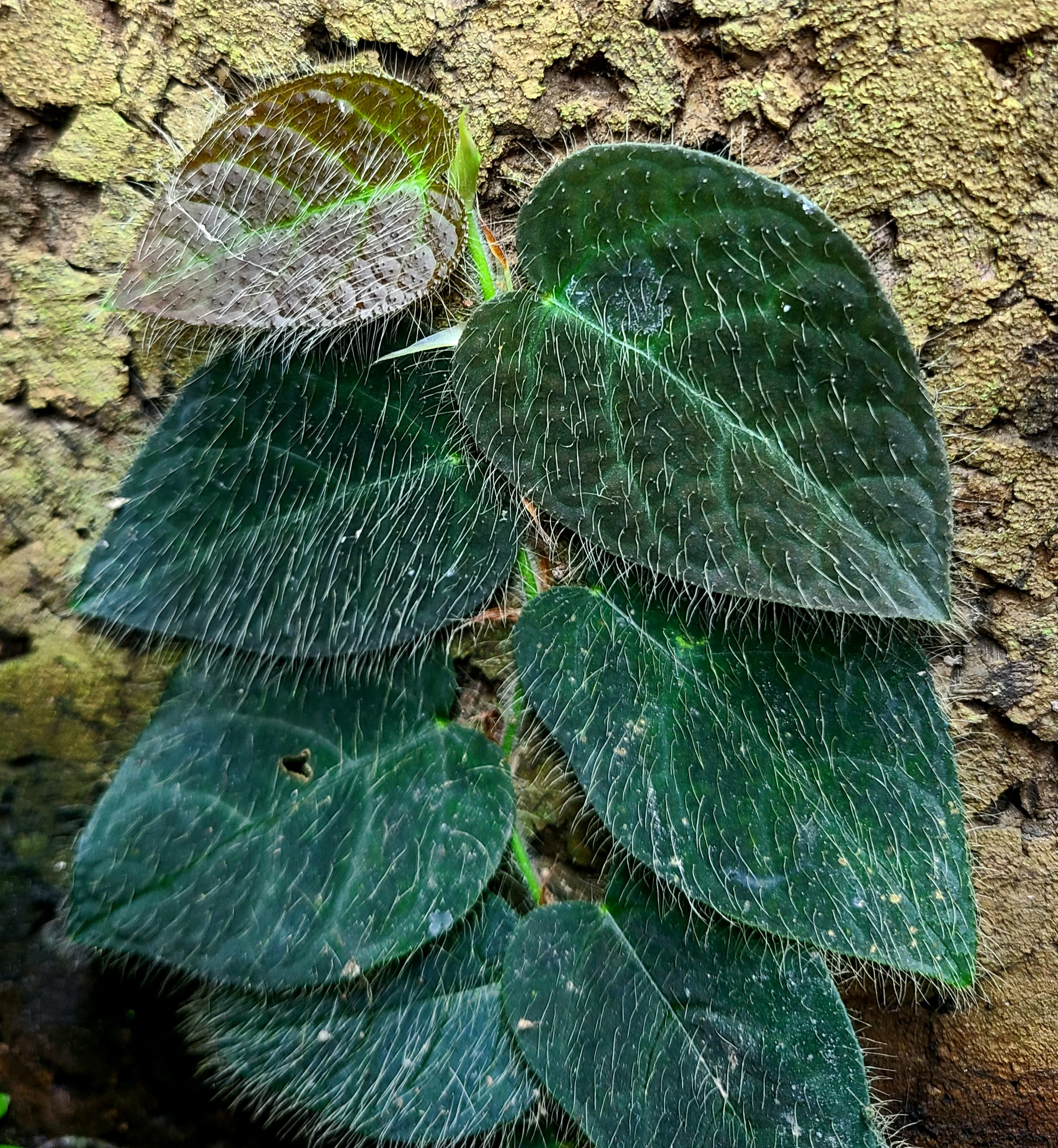 Ficus villosa - Image 2