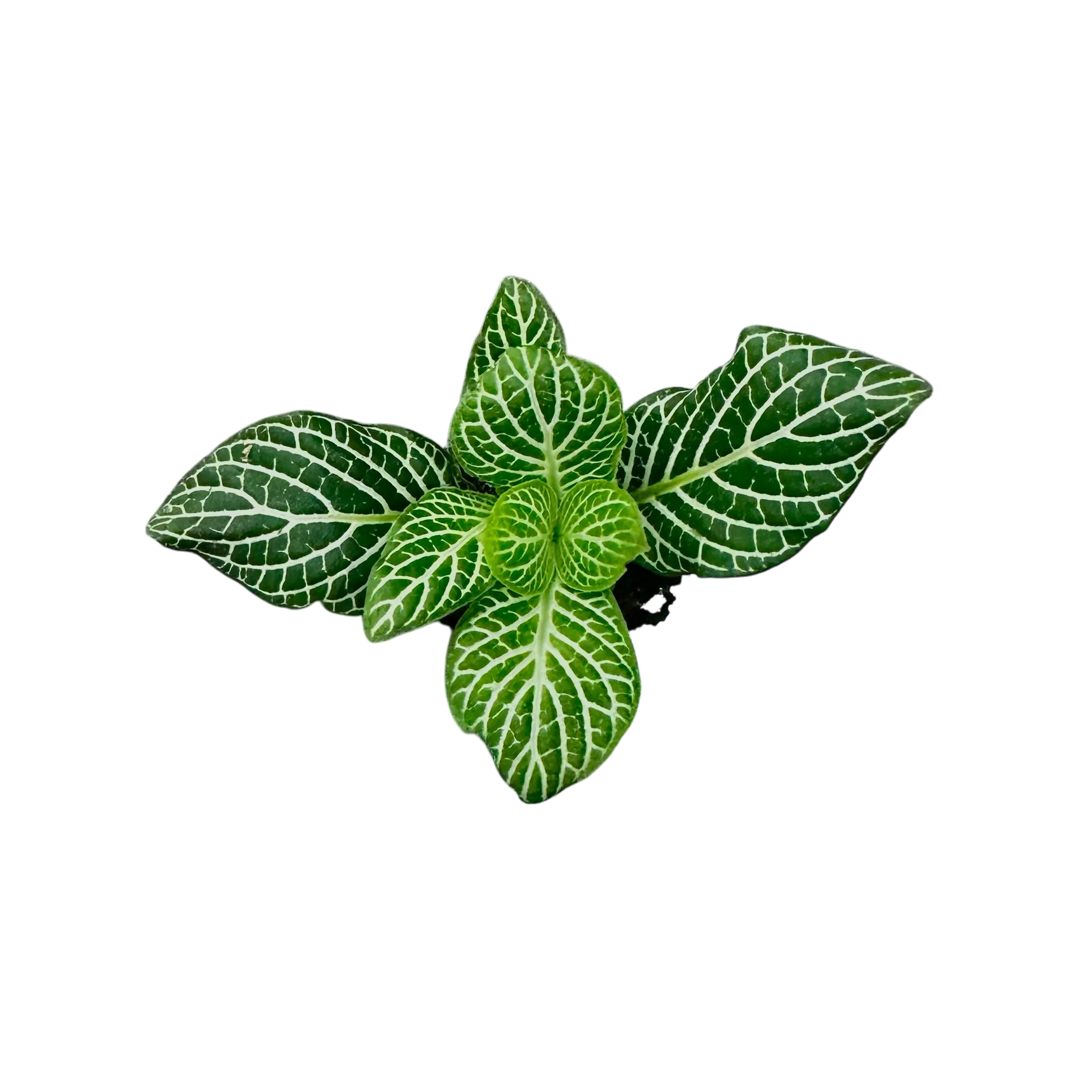 Fittonia albivenis “Emerald Green”