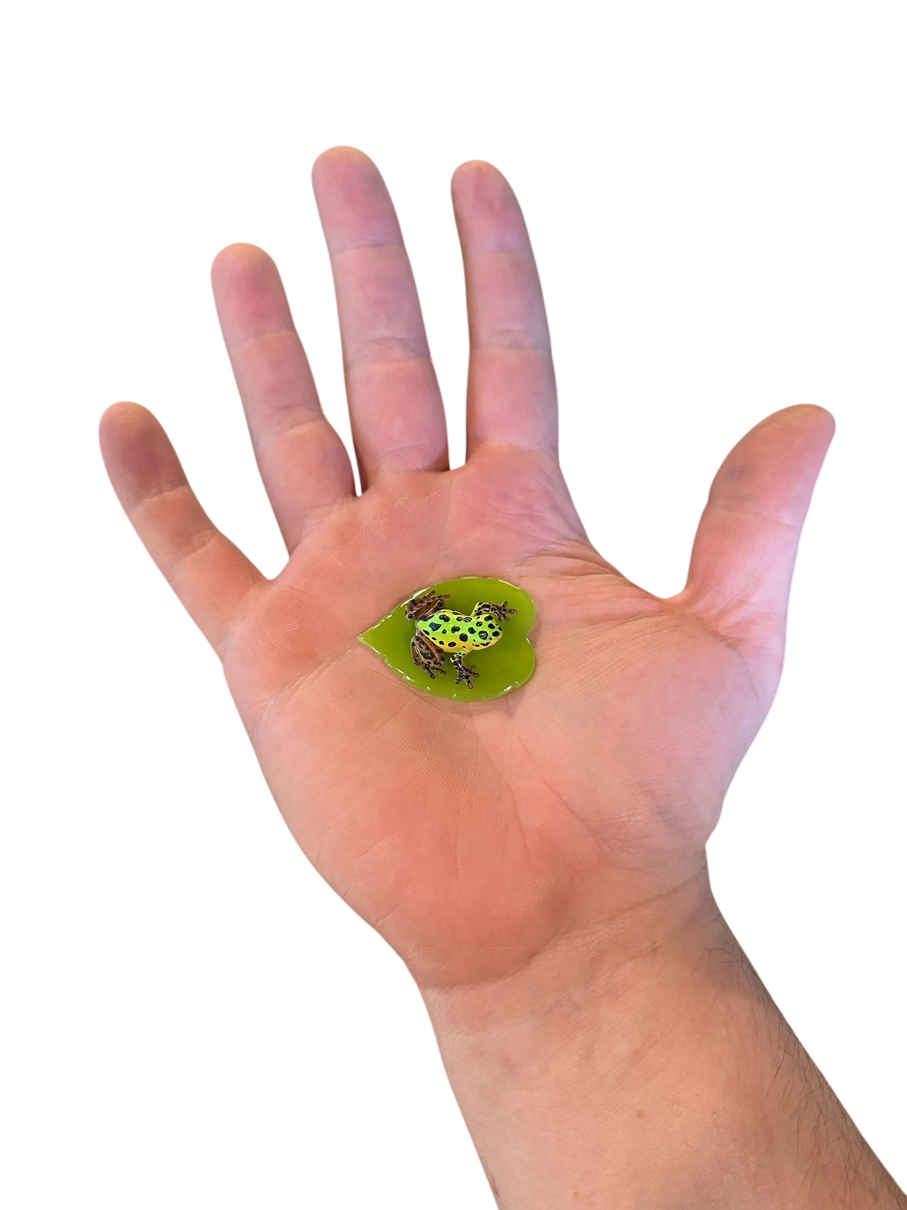Frog-on-Leaf Figurine - Oophaga pumilio “Isla Colon” - Image 2