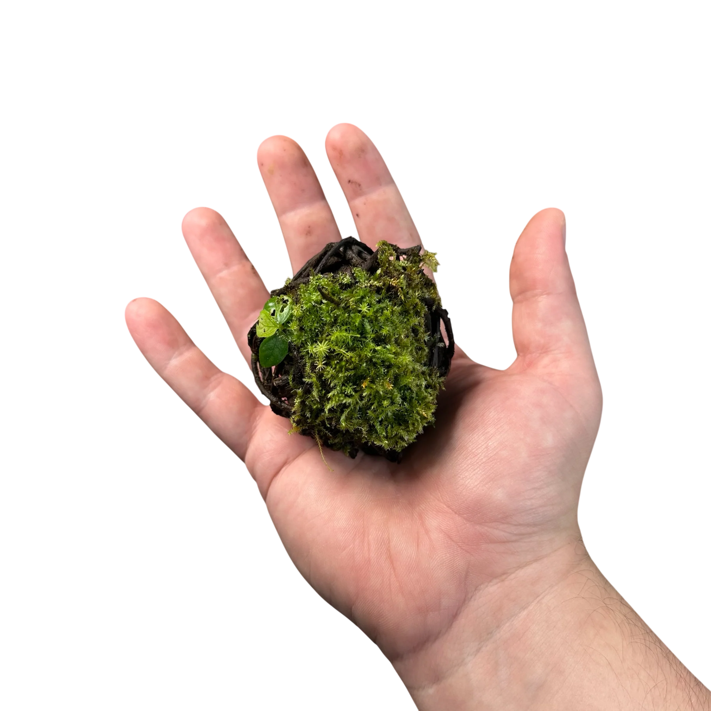 FrogDaddy BryoSpheres - Image 3
