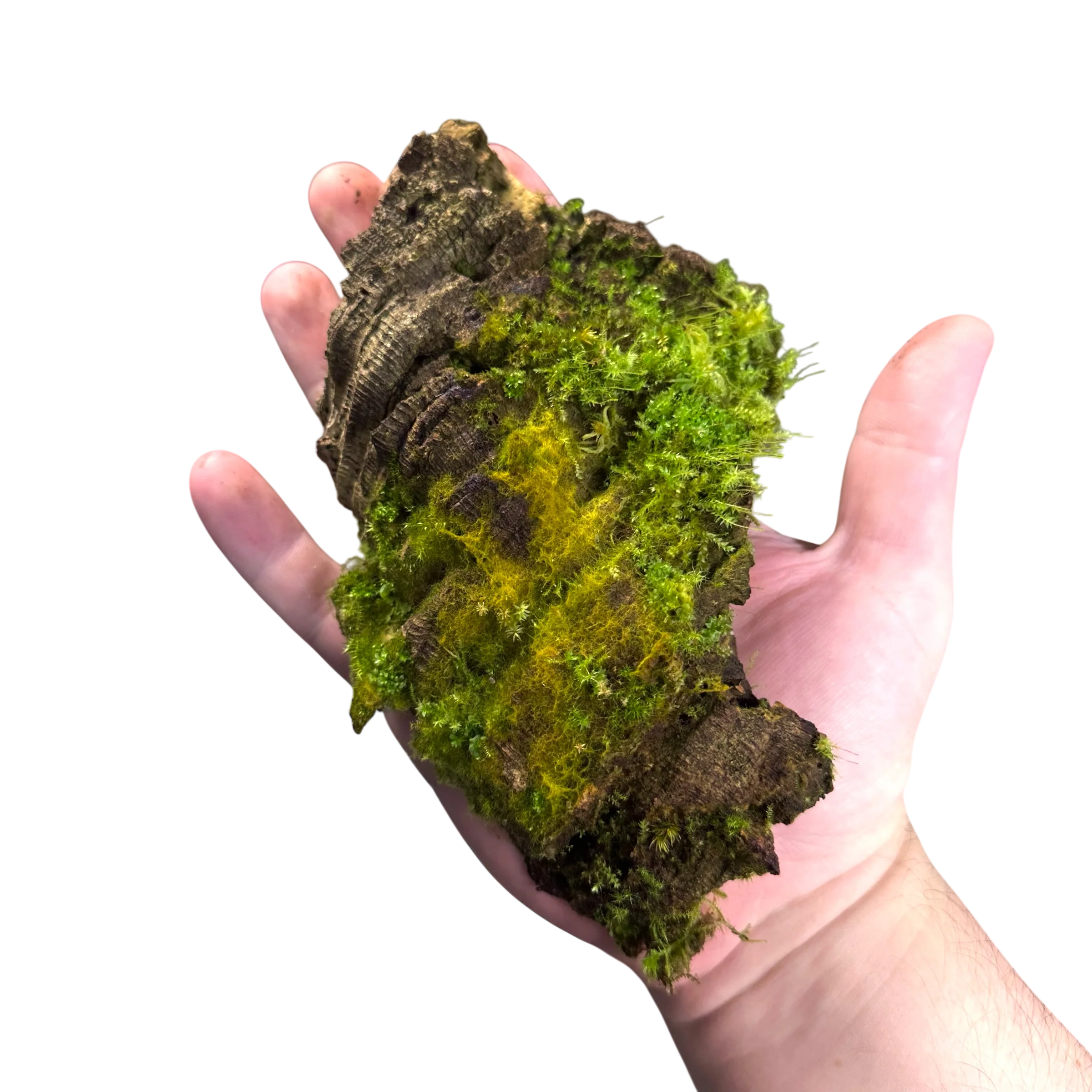 FrogDaddy BryoSlabs - Image 2