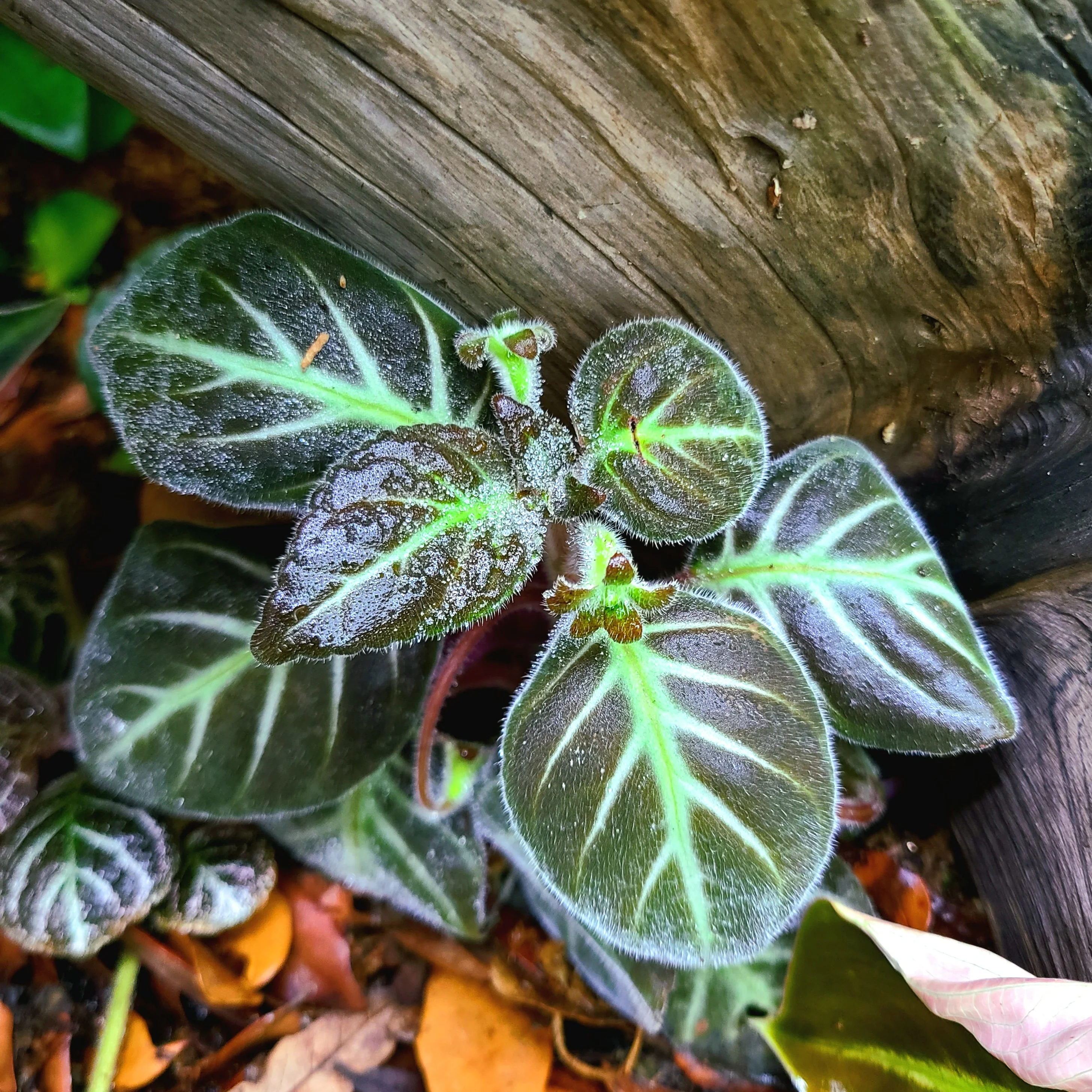 Gloxinella lindeniana