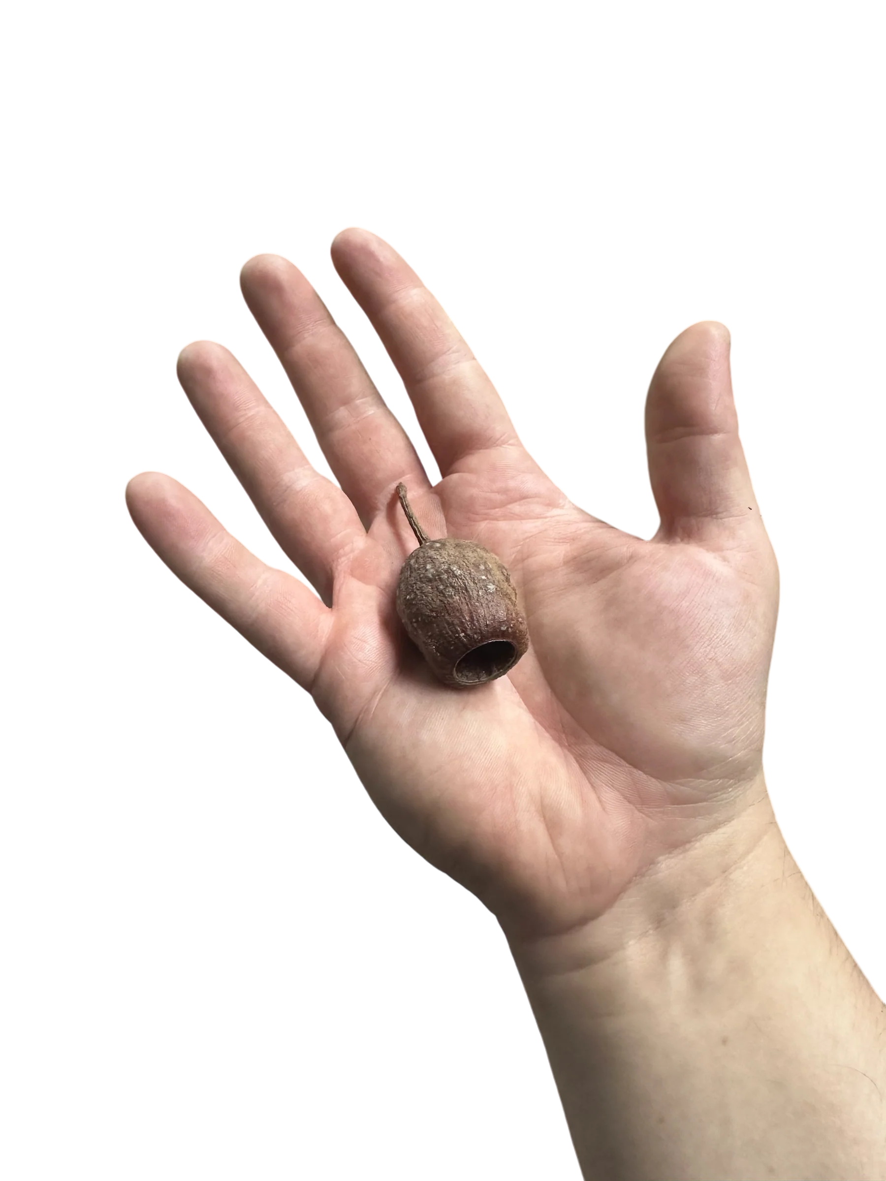 Gum Bell Pods - Image 2